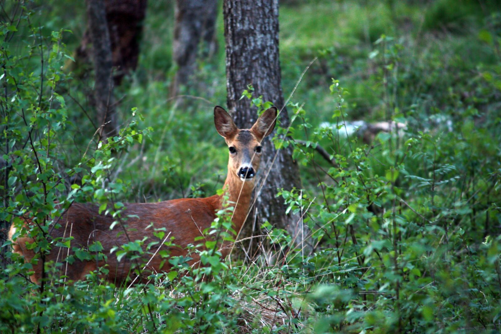 Canon EOS 450D (EOS Rebel XSi / EOS Kiss X2) sample photo. Venison, nature, sweden photography