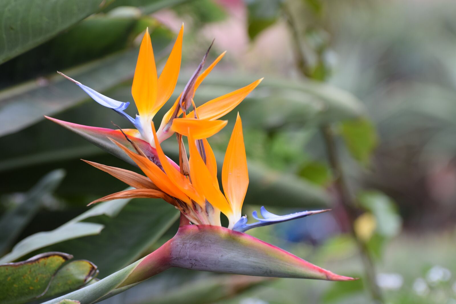 Nikon D5300 sample photo. Nature, plant, leaf photography