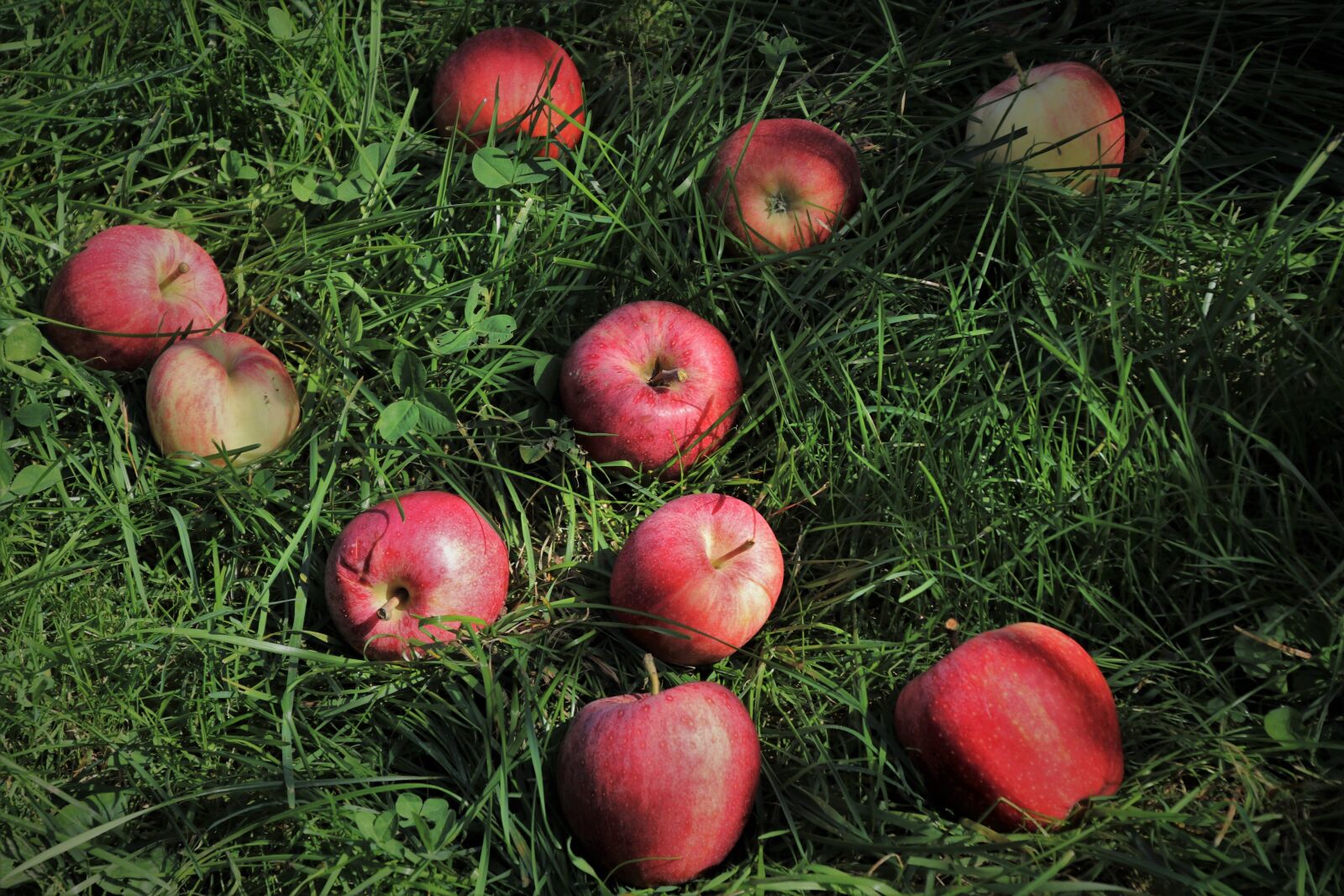 Canon EOS 80D sample photo. Red apples, sad, fruit photography