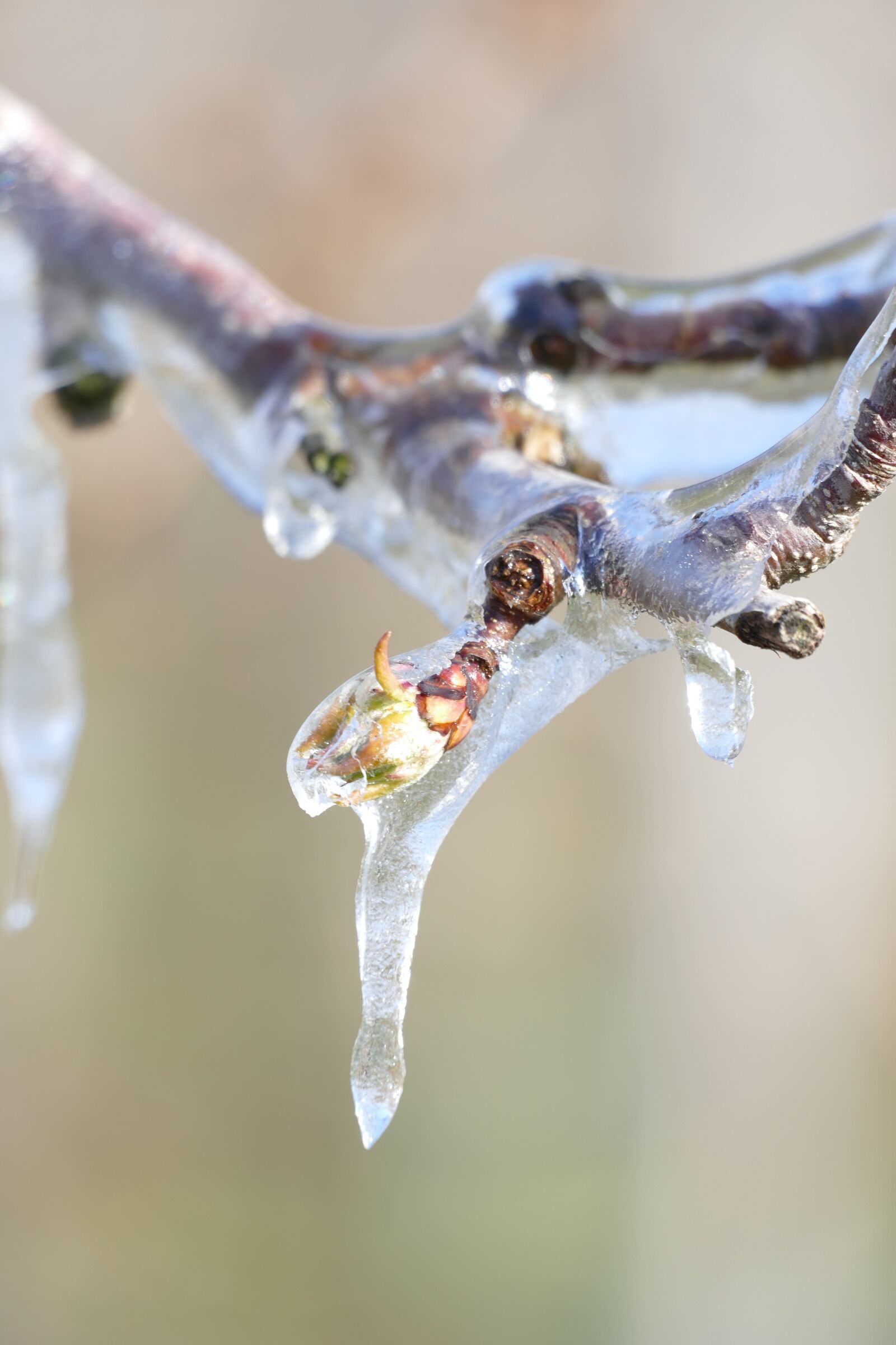 Panasonic Lumix DMC-FZ1000 sample photo. Frozen, blossom, protect photography