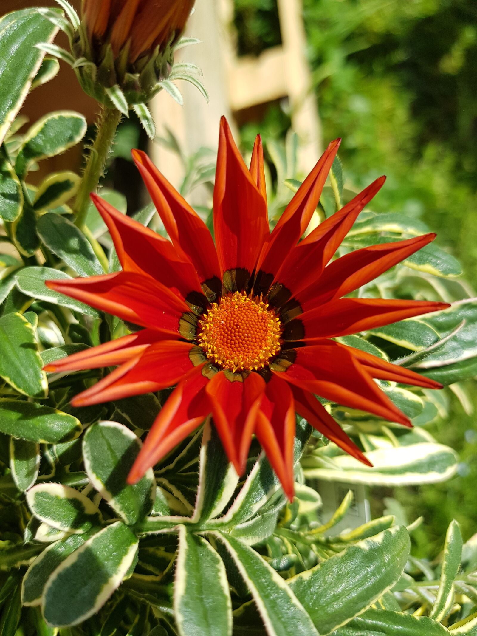 Samsung Galaxy S8 sample photo. Flower, petals, garden photography
