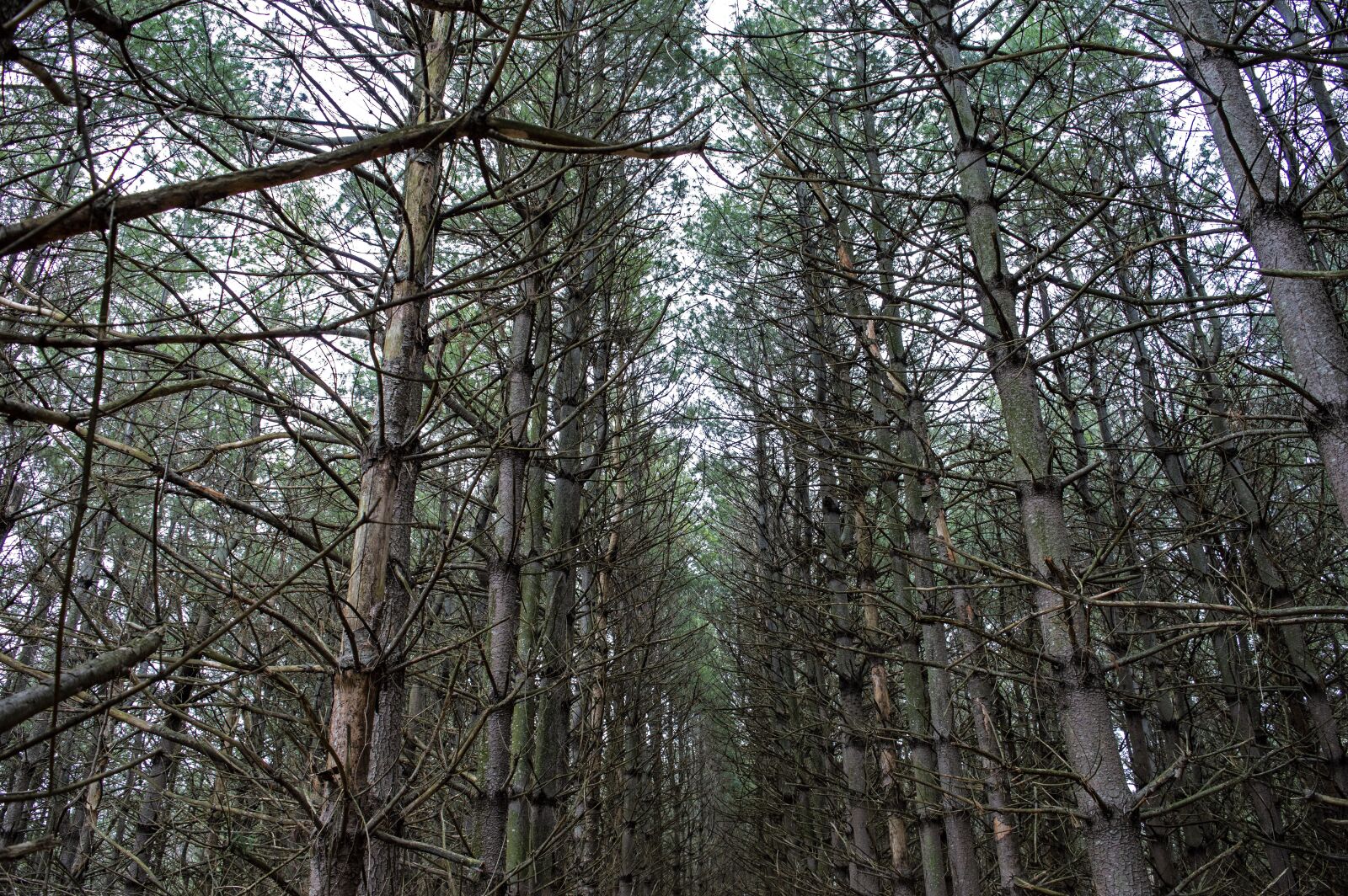 Nikon D3200 sample photo. Pines, pine trees, forest photography