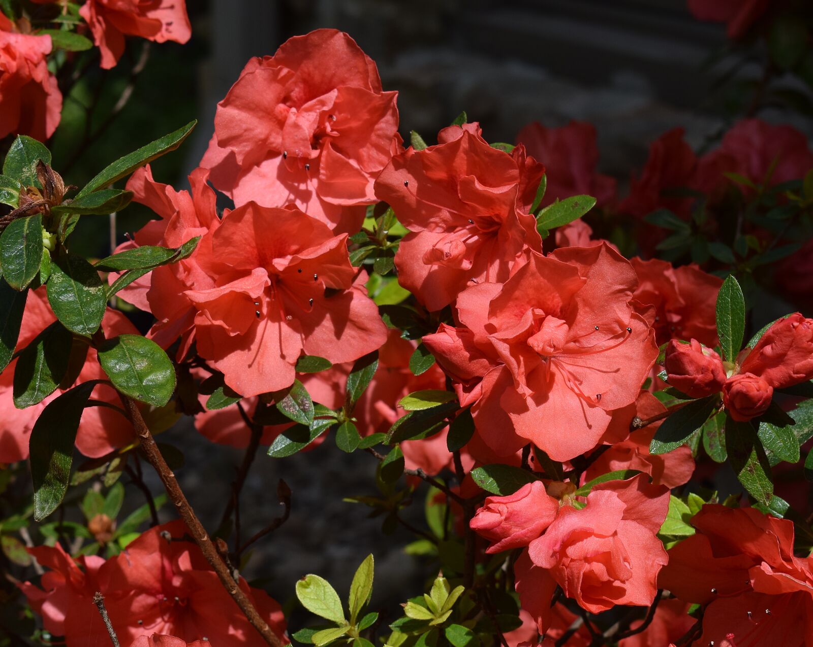 Nikon D3300 sample photo. Orange azalea, azalea, flower photography