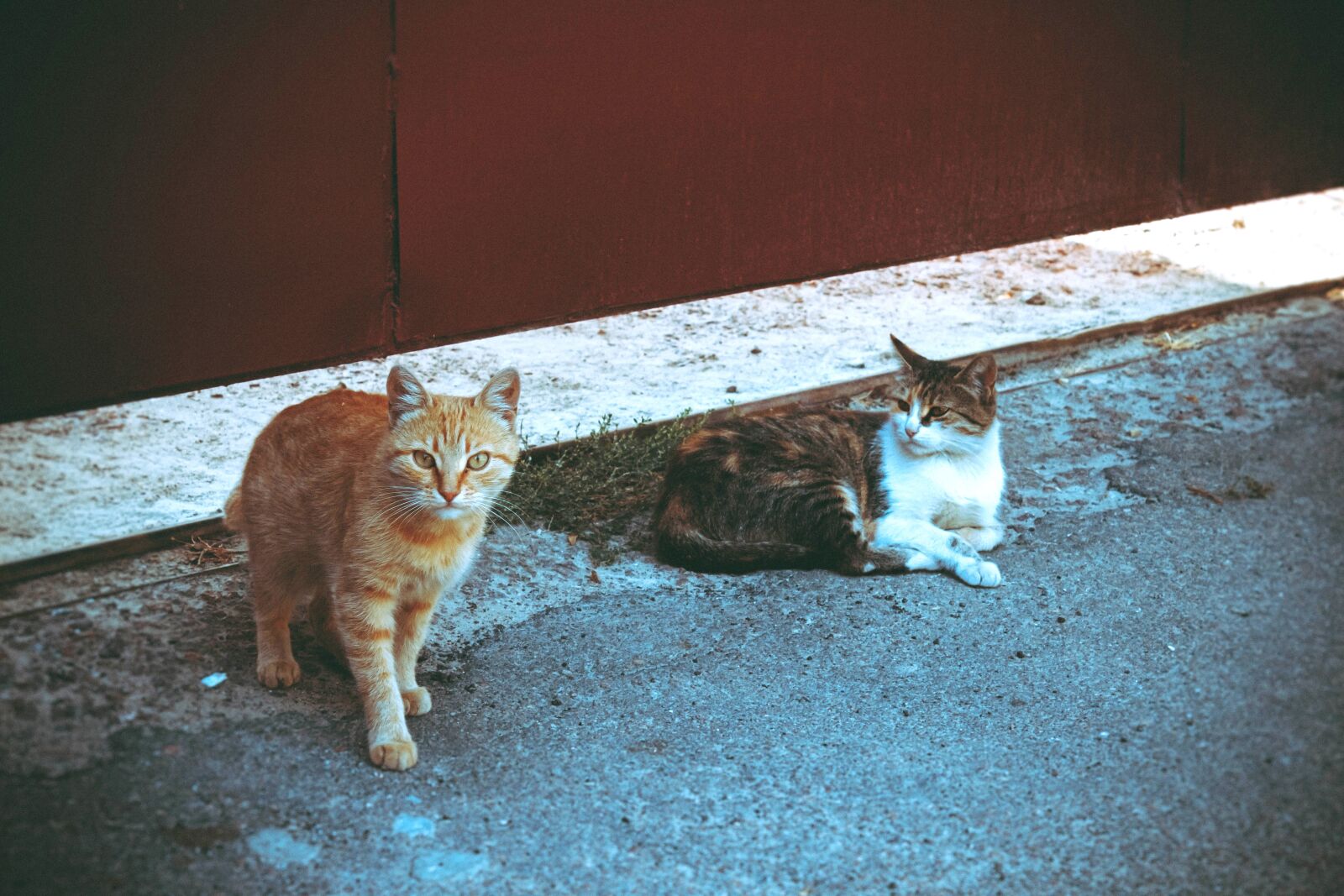 Canon EOS 600D (Rebel EOS T3i / EOS Kiss X5) sample photo. Adorable, animals, cats photography