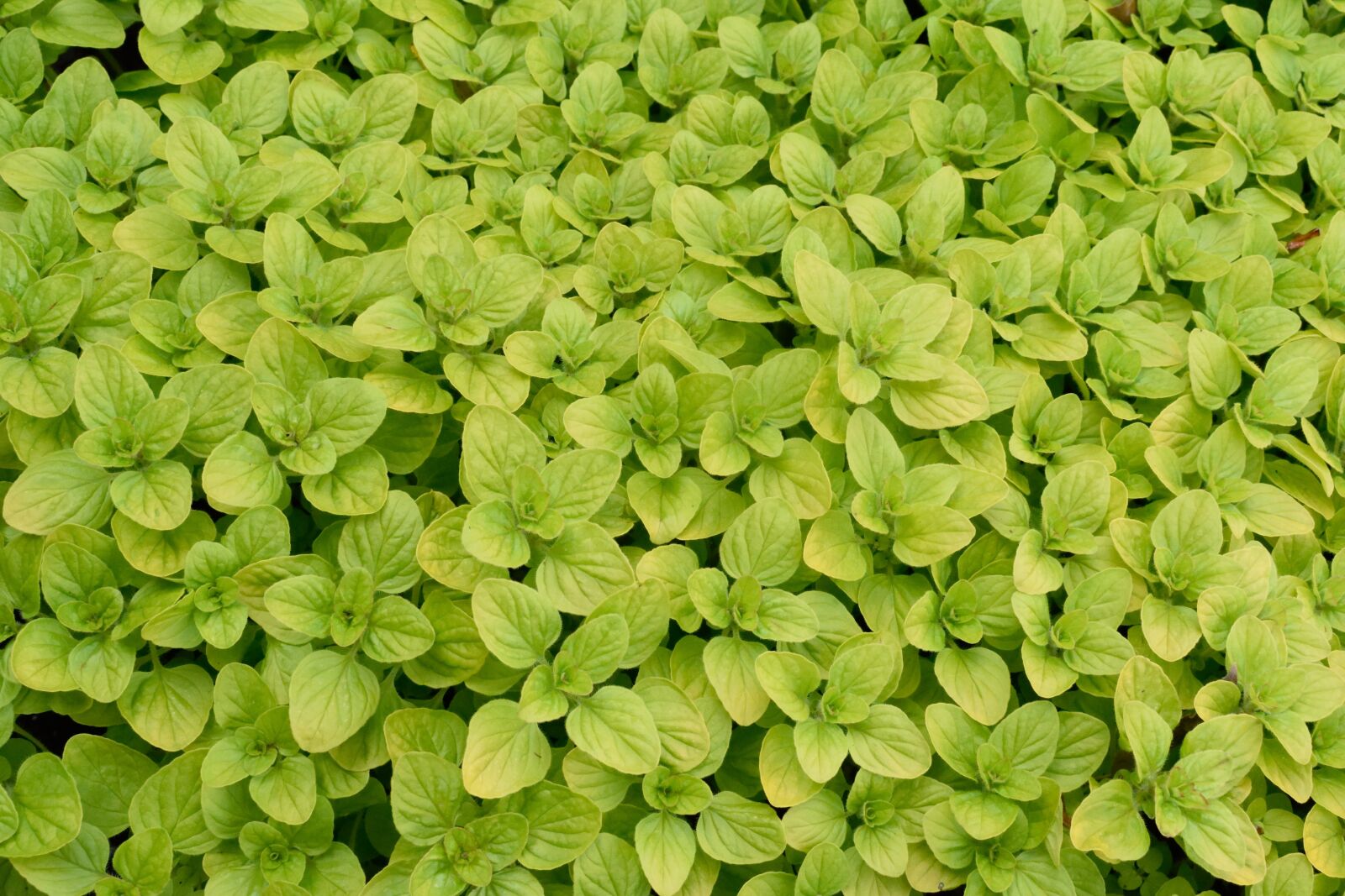 Nikon D3300 sample photo. Leaves, leaf, spring photography