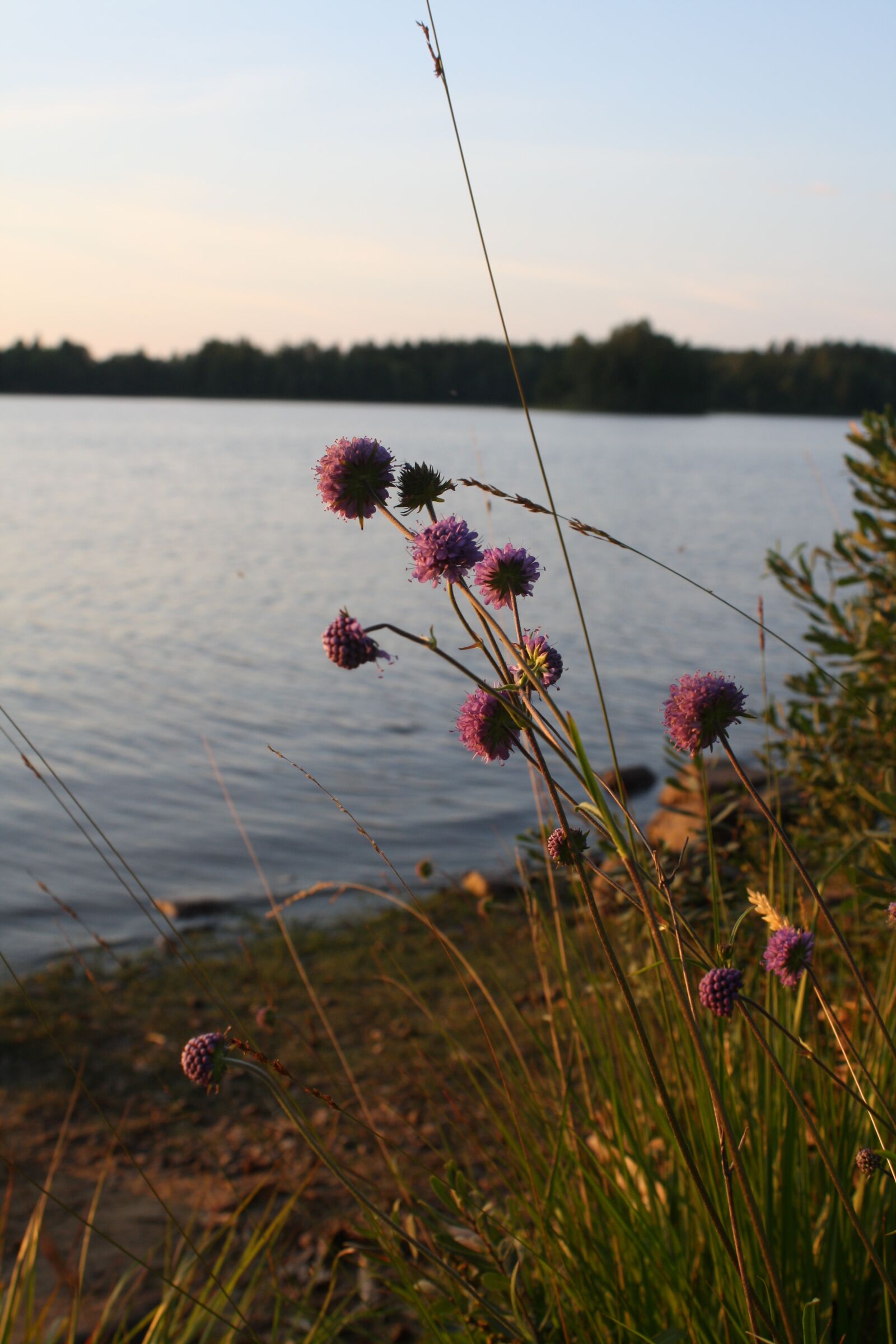 Canon EOS 1000D (EOS Digital Rebel XS / EOS Kiss F) sample photo. Lake, sweden, calm photography