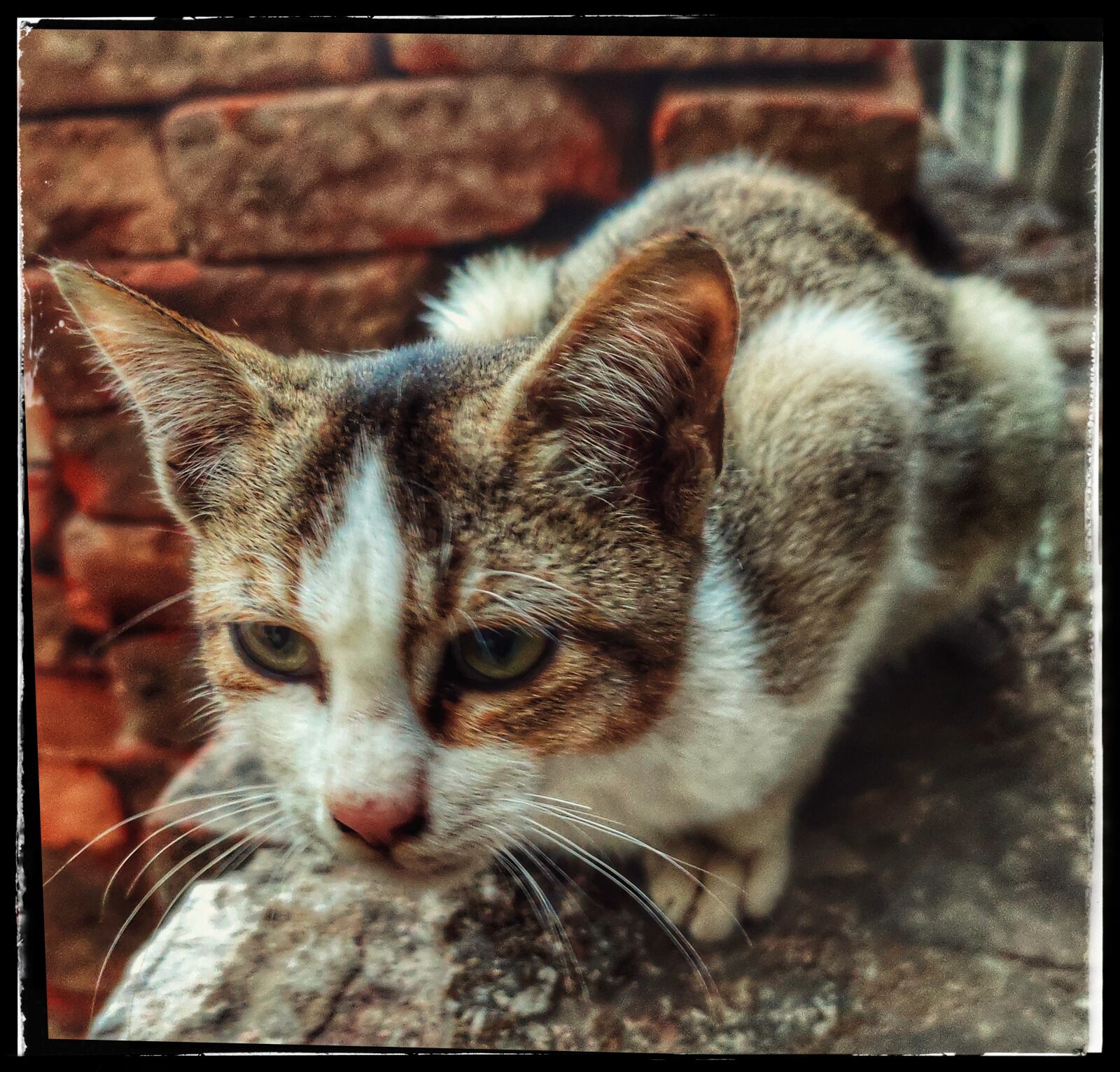 Xiaomi Redmi Note 7 Pro sample photo. Cat, animal, photography photography