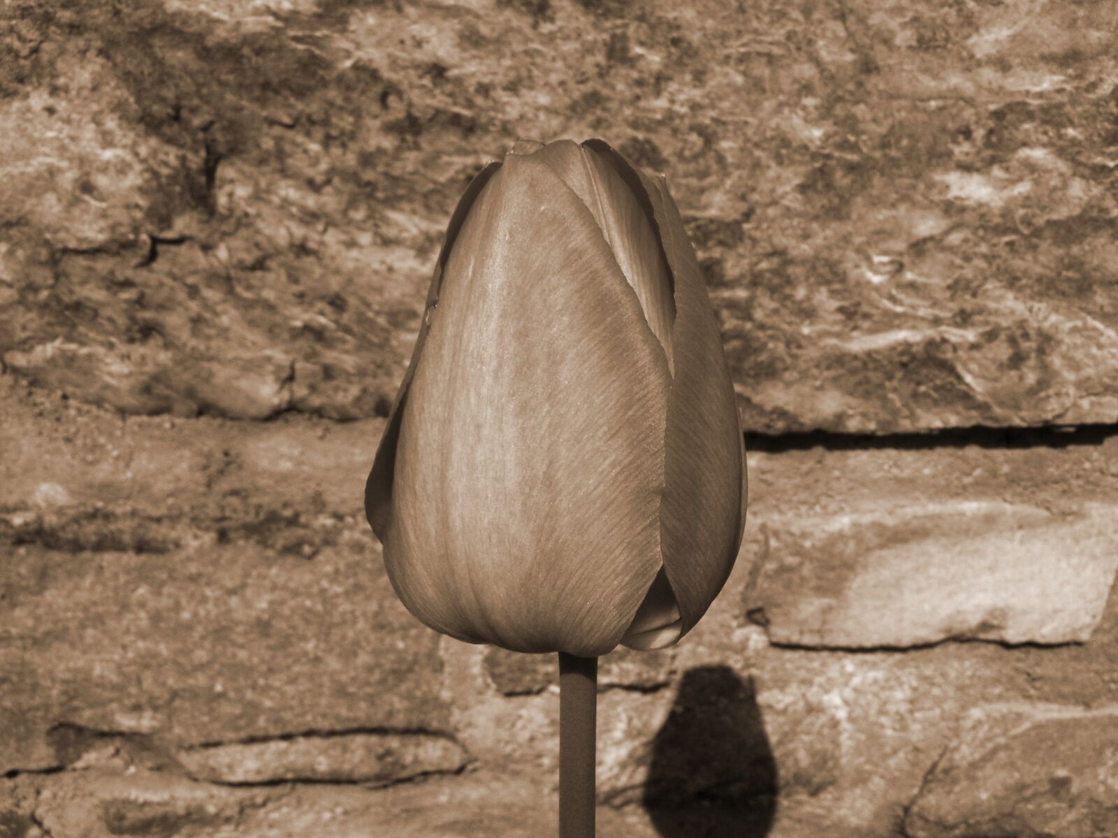 Kodak EASYSHARE ZD710 ZOOM DIGITAL CAMERA sample photo. Tulip, bud, sepia photography