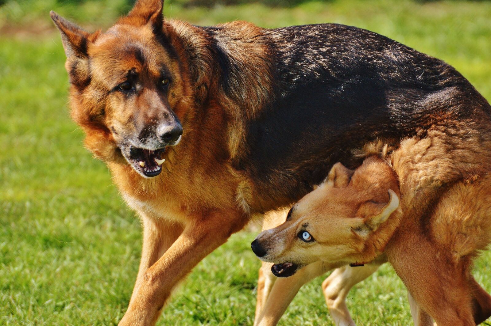 Nikon D3200 sample photo. Dogs, fur, play photography