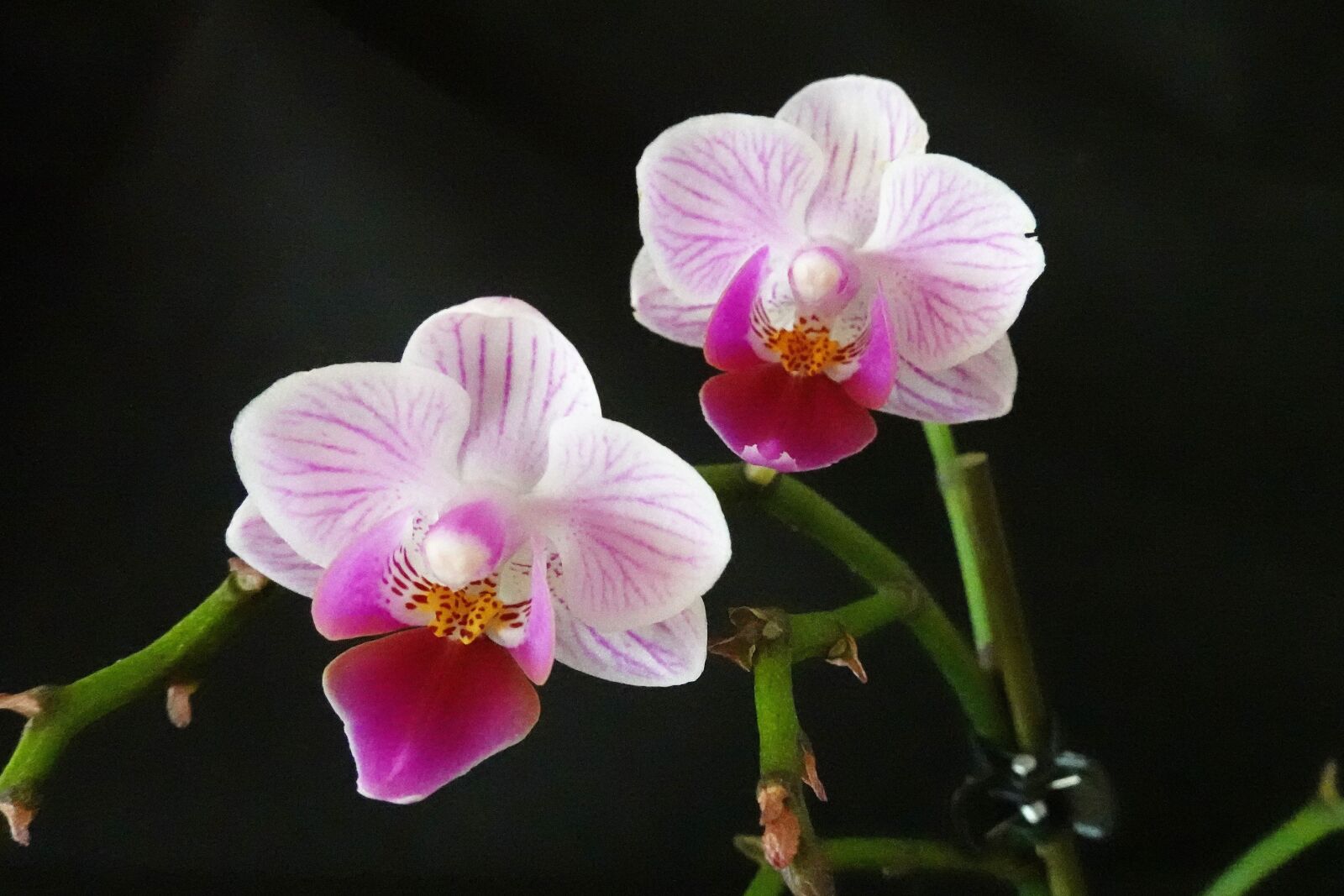Sony DSC-RX100M7 sample photo. Orchid, flowers, close up photography