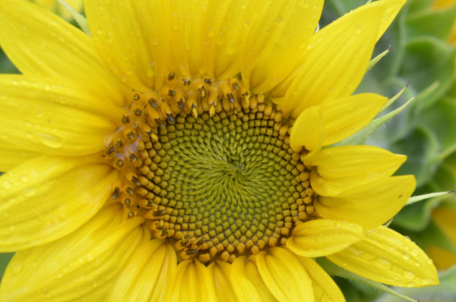 Nikon D5100 sample photo. Sunflower, golden ratio, law photography