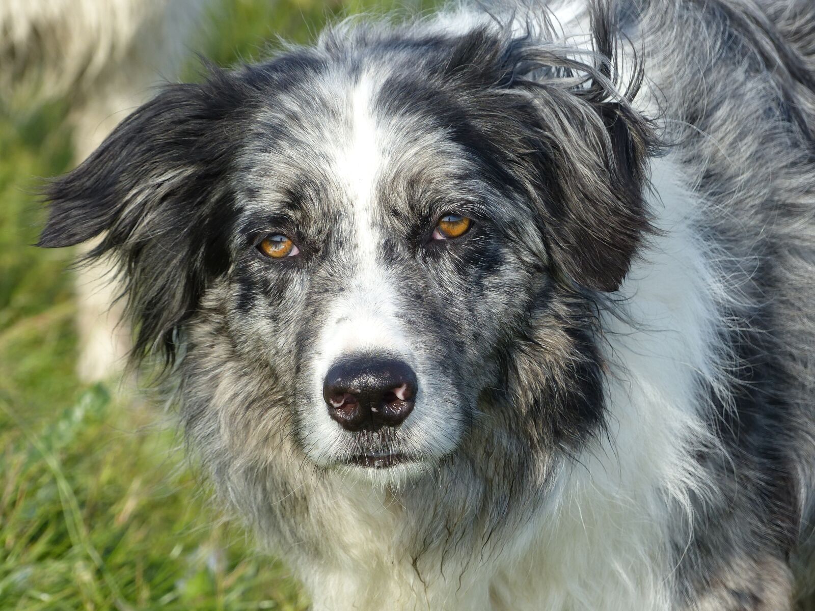 Panasonic Lumix DMC-FZ200 sample photo. Dog, border collie, collie photography