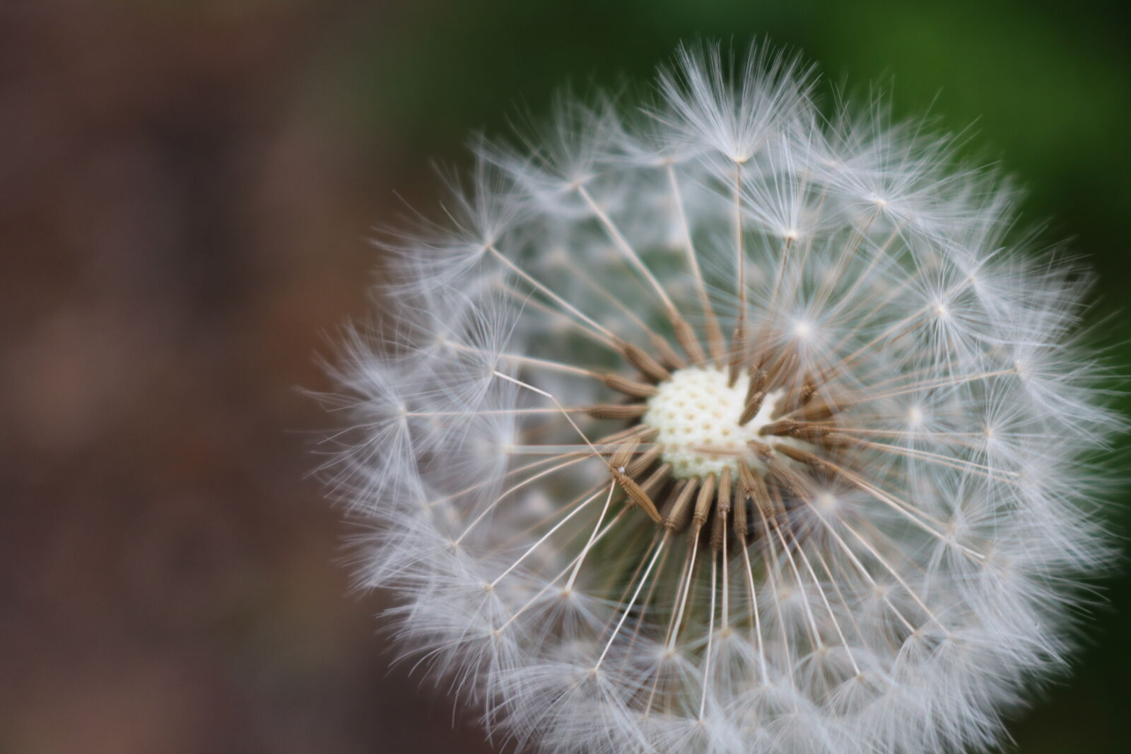 Canon EOS 750D (EOS Rebel T6i / EOS Kiss X8i) sample photo. Dandelion, plant photography
