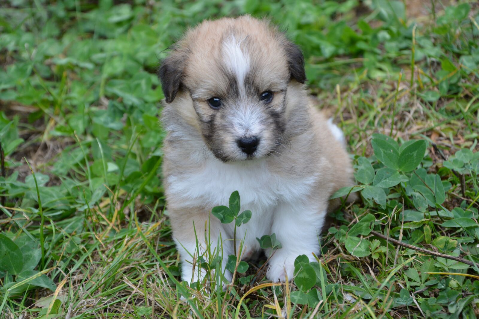 Nikon D5200 sample photo. Puppy, pup, puppies colour photography