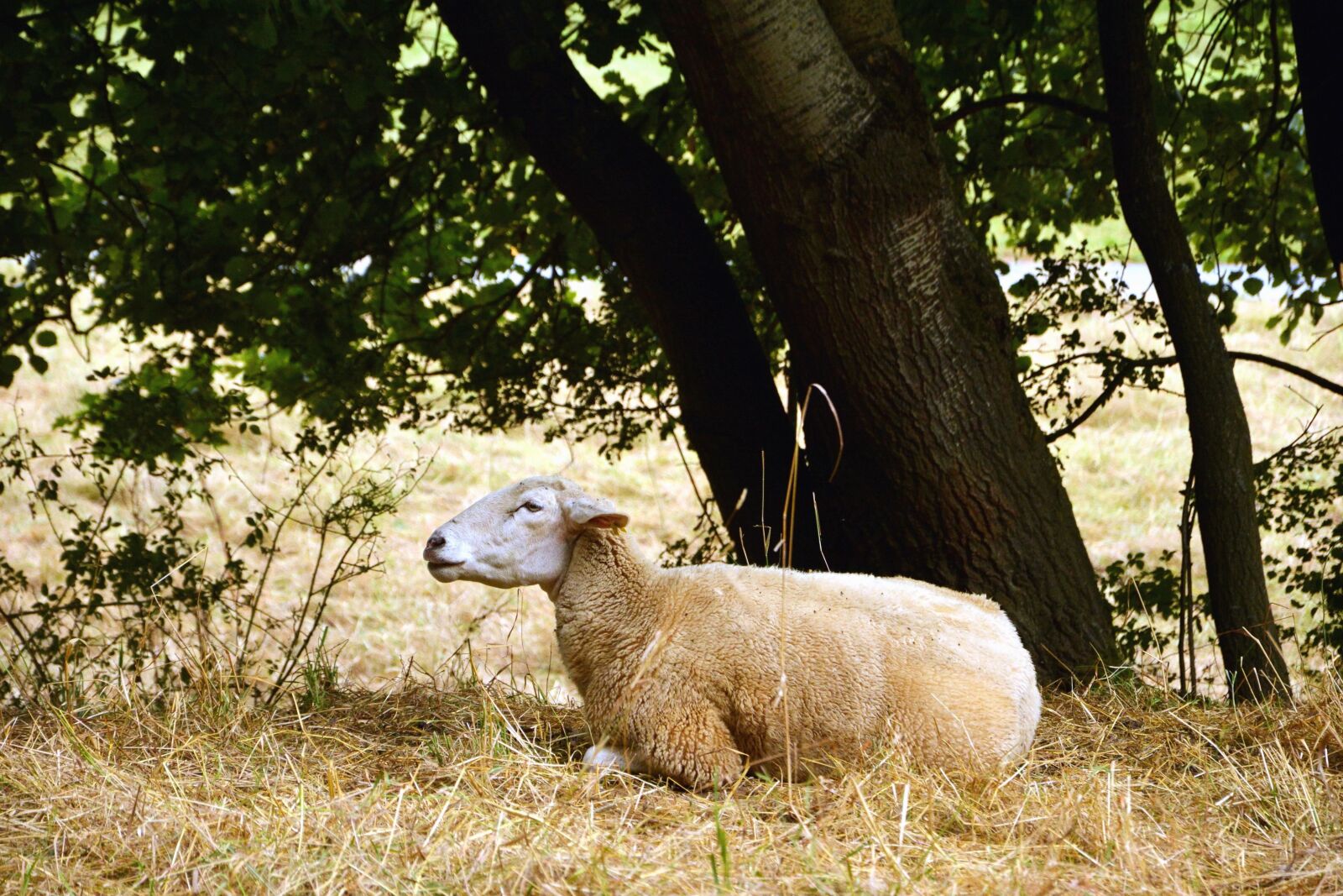 Nikon D5200 sample photo. Dry grass, sheep, tree photography
