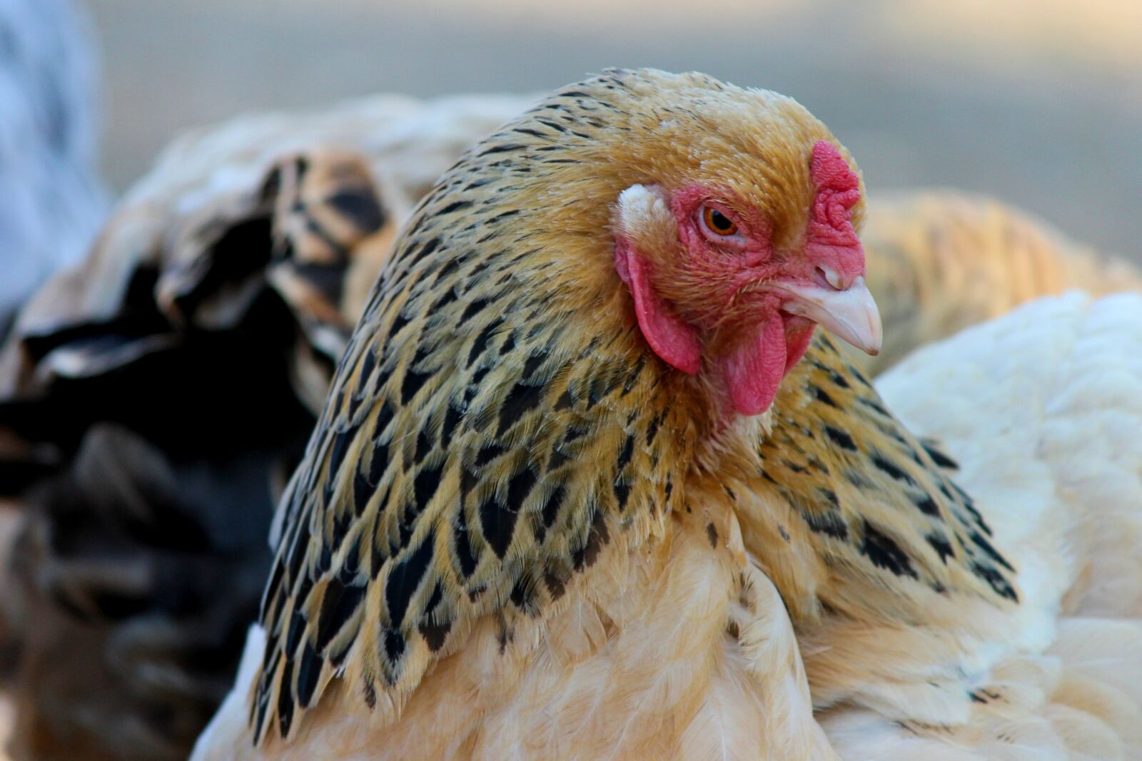 Canon EOS 1100D (EOS Rebel T3 / EOS Kiss X50) sample photo. Chicken, head, domestic chicken photography