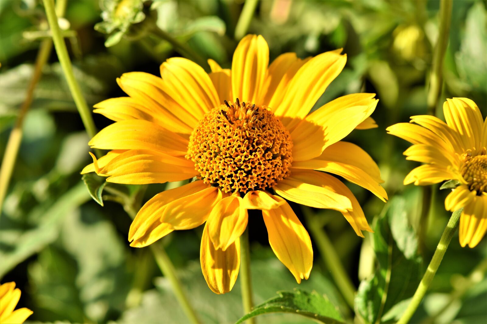 Nikon D7200 sample photo. Coneflower, blossom, bloom photography