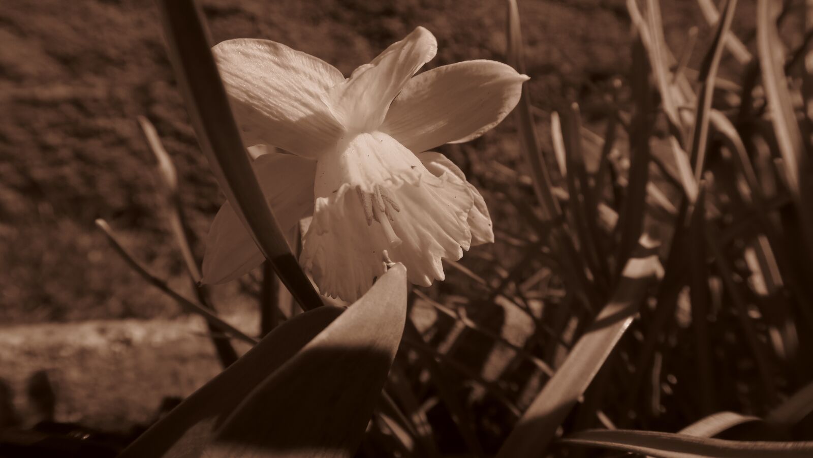 Canon PowerShot G5 X sample photo. Flower, spring photography
