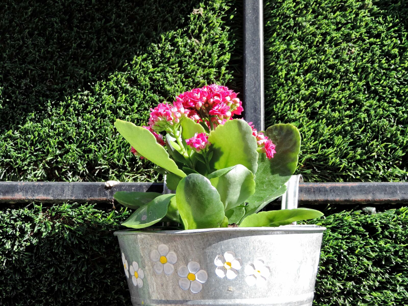 Nikon Coolpix P520 sample photo. Botanical, decoration, gardening, still photography