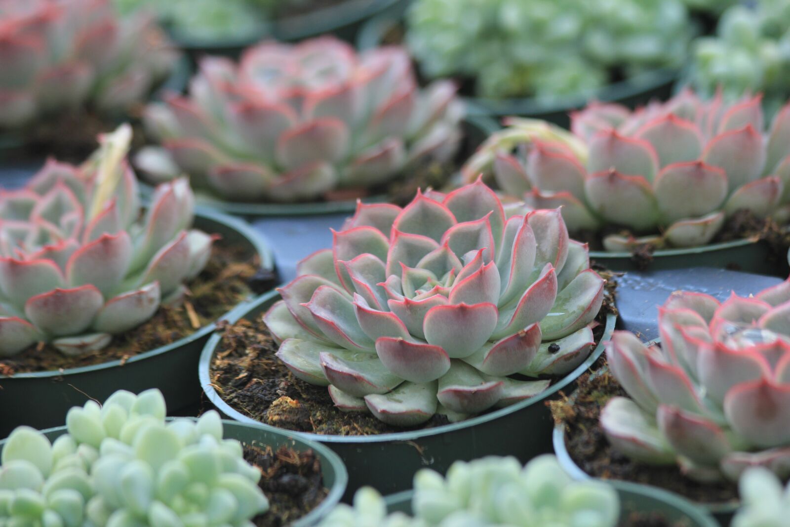 Canon EOS 550D (EOS Rebel T2i / EOS Kiss X4) sample photo. Succulents, plants, greenhouse photography