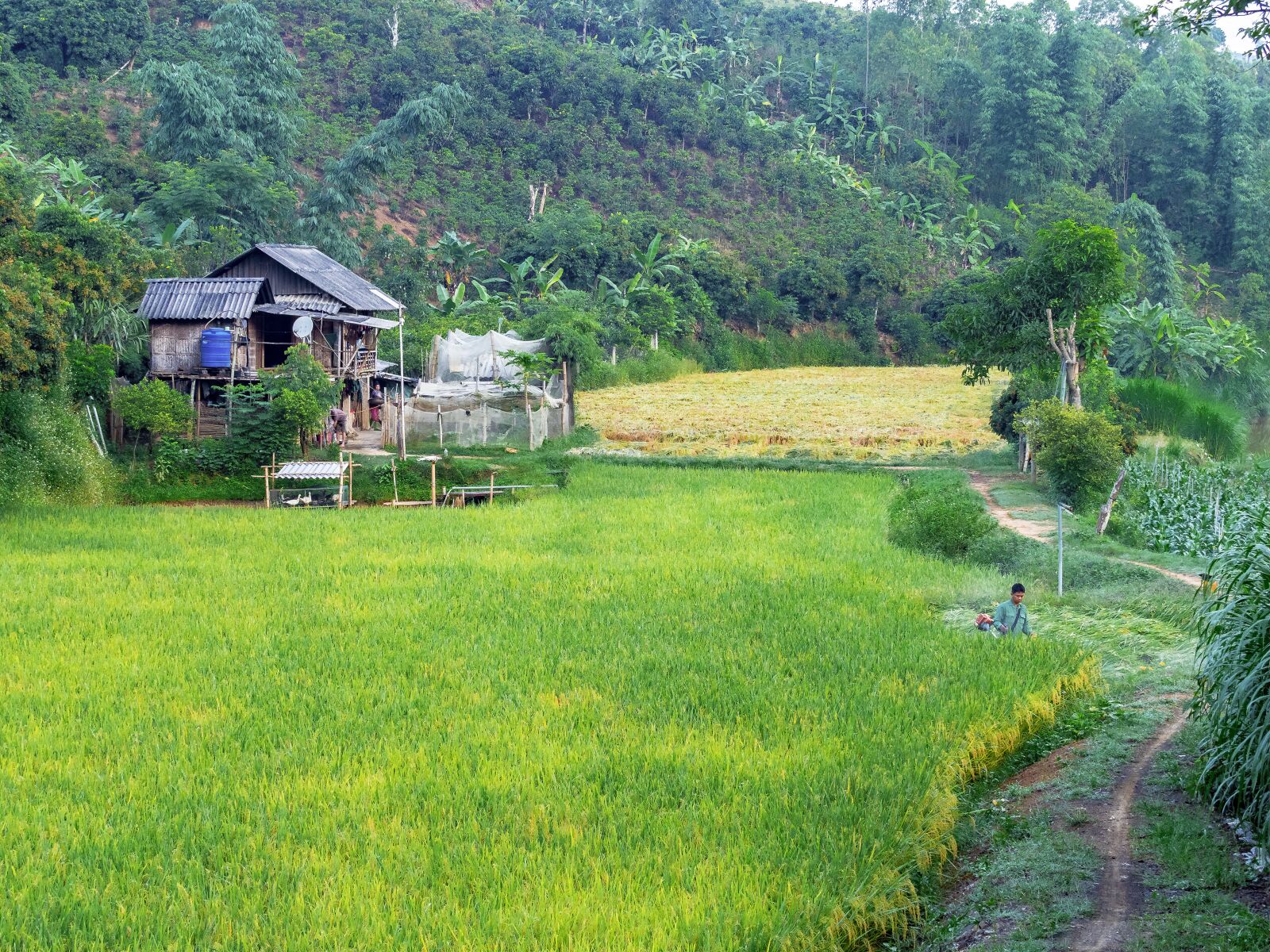 Olympus OM-D E-M1 Mark II sample photo. Rice fields, cooked rice photography