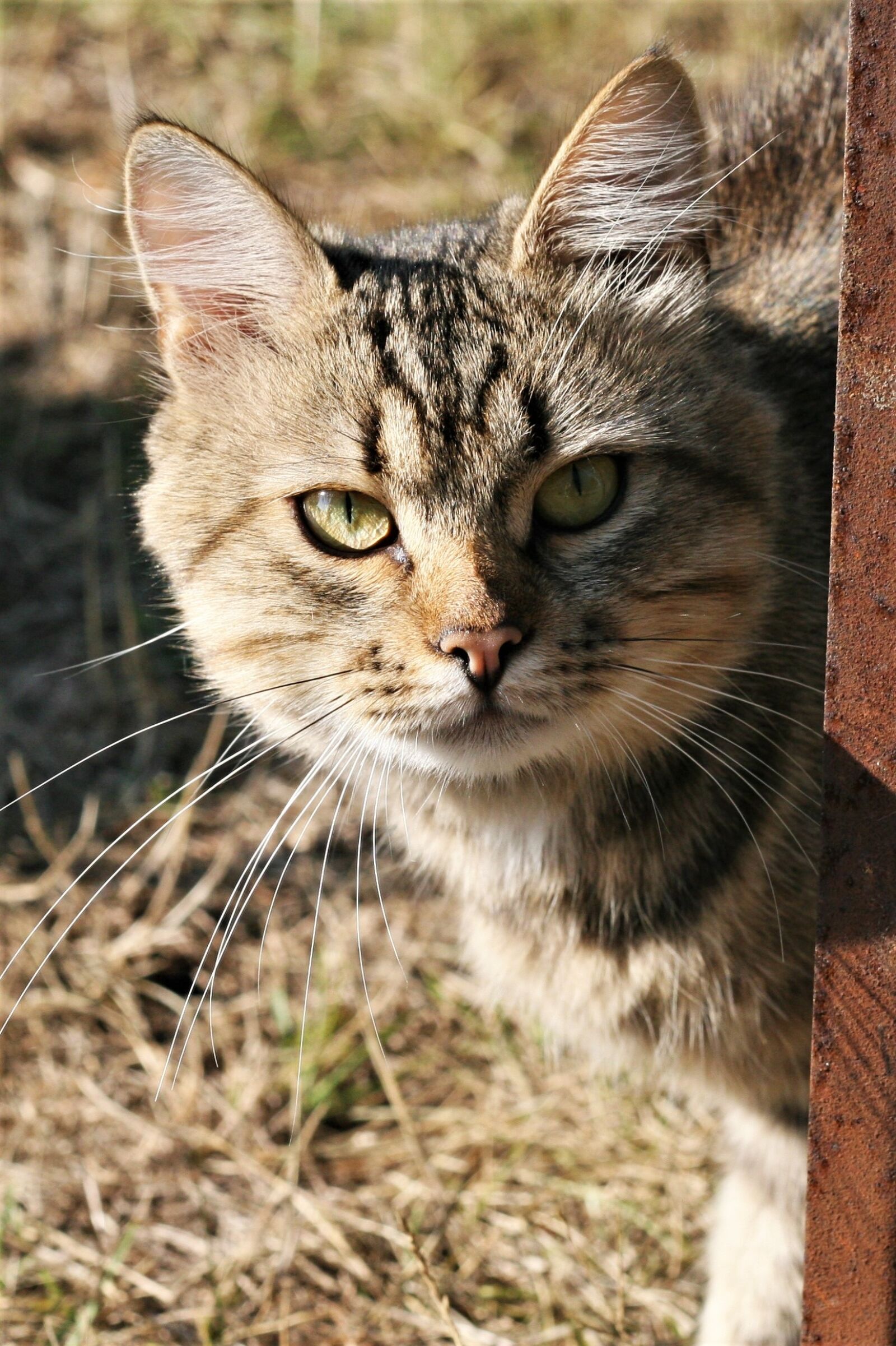 Canon EOS 30D sample photo. Cute, animals, cat photography