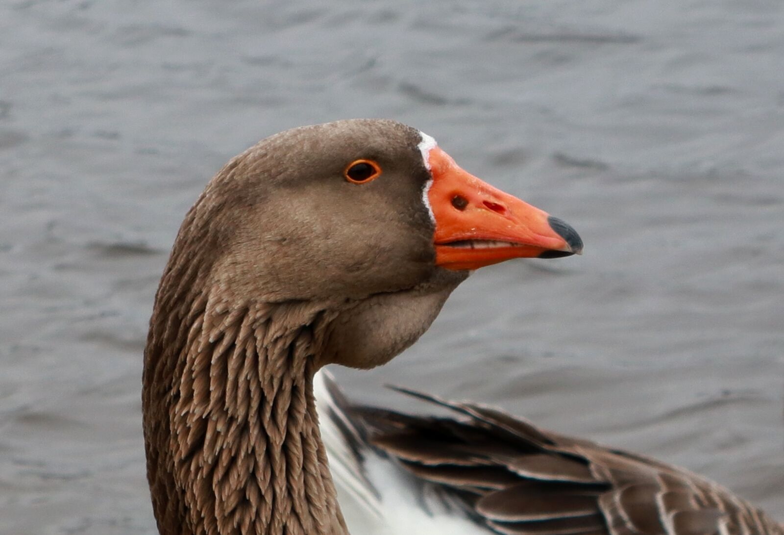 Canon PowerShot G1 X Mark III sample photo. Animal, goose, birds photography