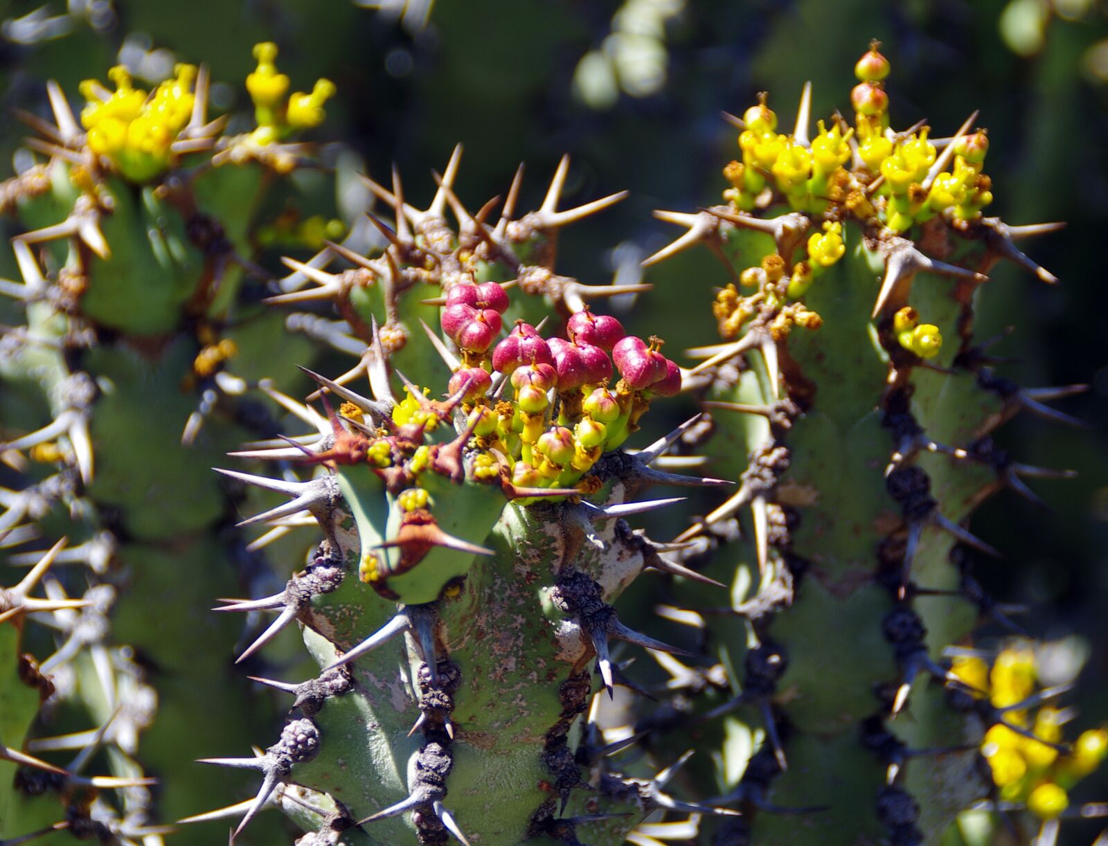 Pentax K-5 sample photo. Lanzarote, cactus garden, spice photography