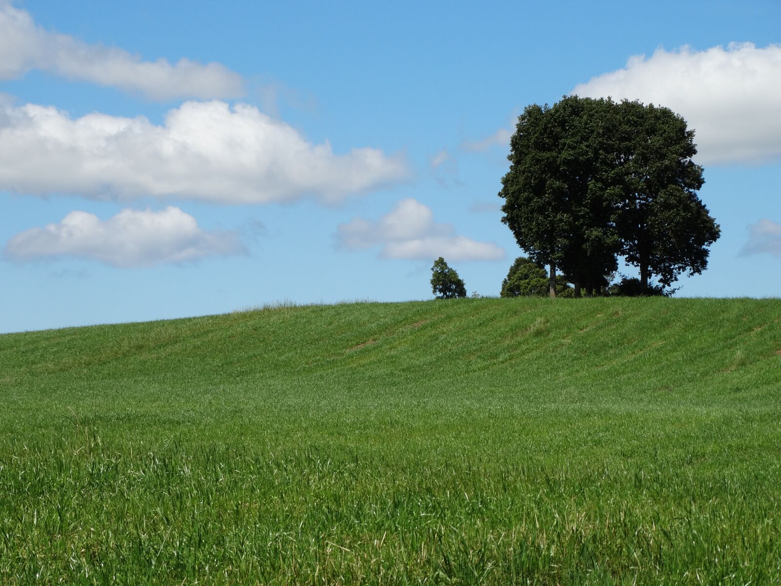 Sony Cyber-shot DSC-HX300 sample photo. Nature, tree, grass photography