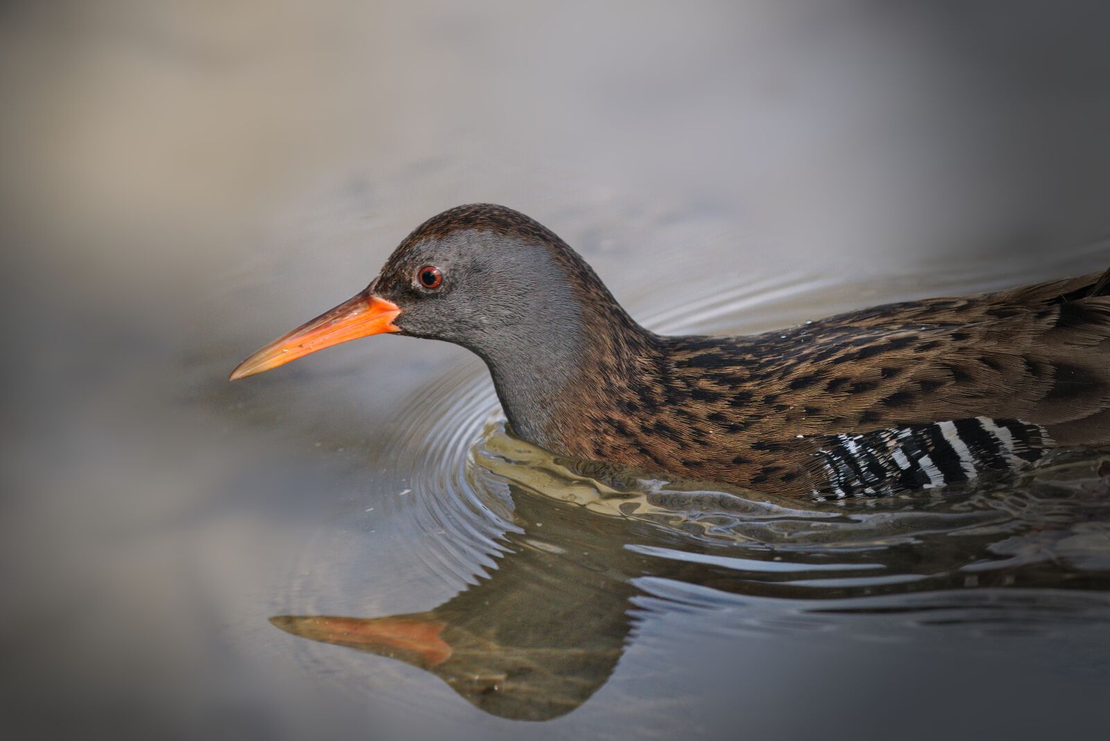 Canon EOS M5 sample photo. Bird, animal world, nature photography