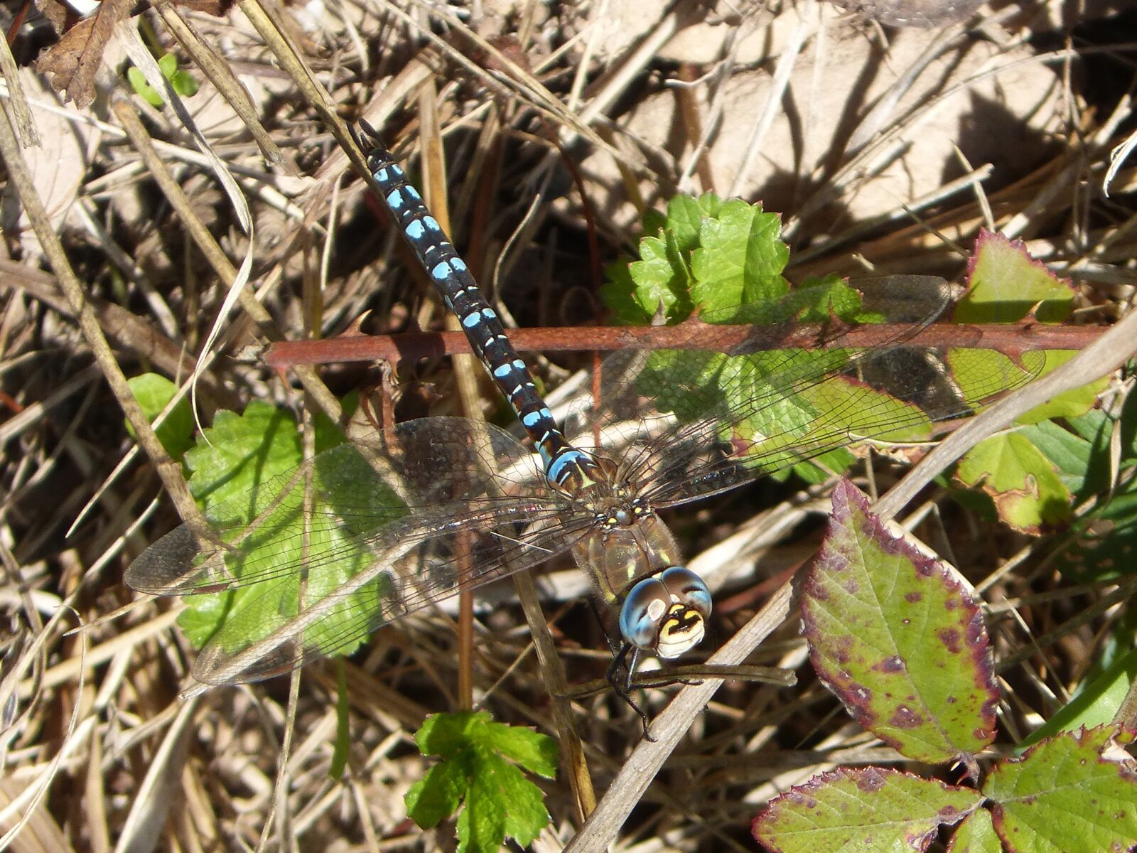 Panasonic DMC-FZ62 sample photo. Dragonfly, anax imperatror, beauty photography