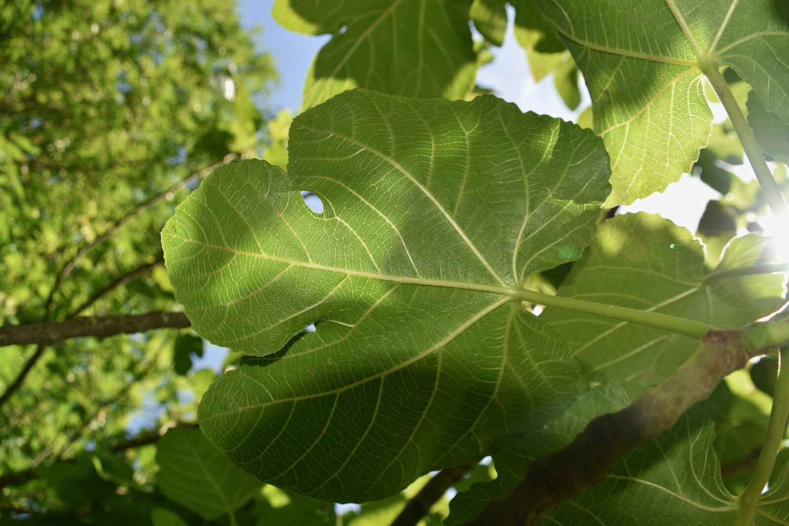 Nikon D5600 sample photo. Leaves, fig leaves, green photography