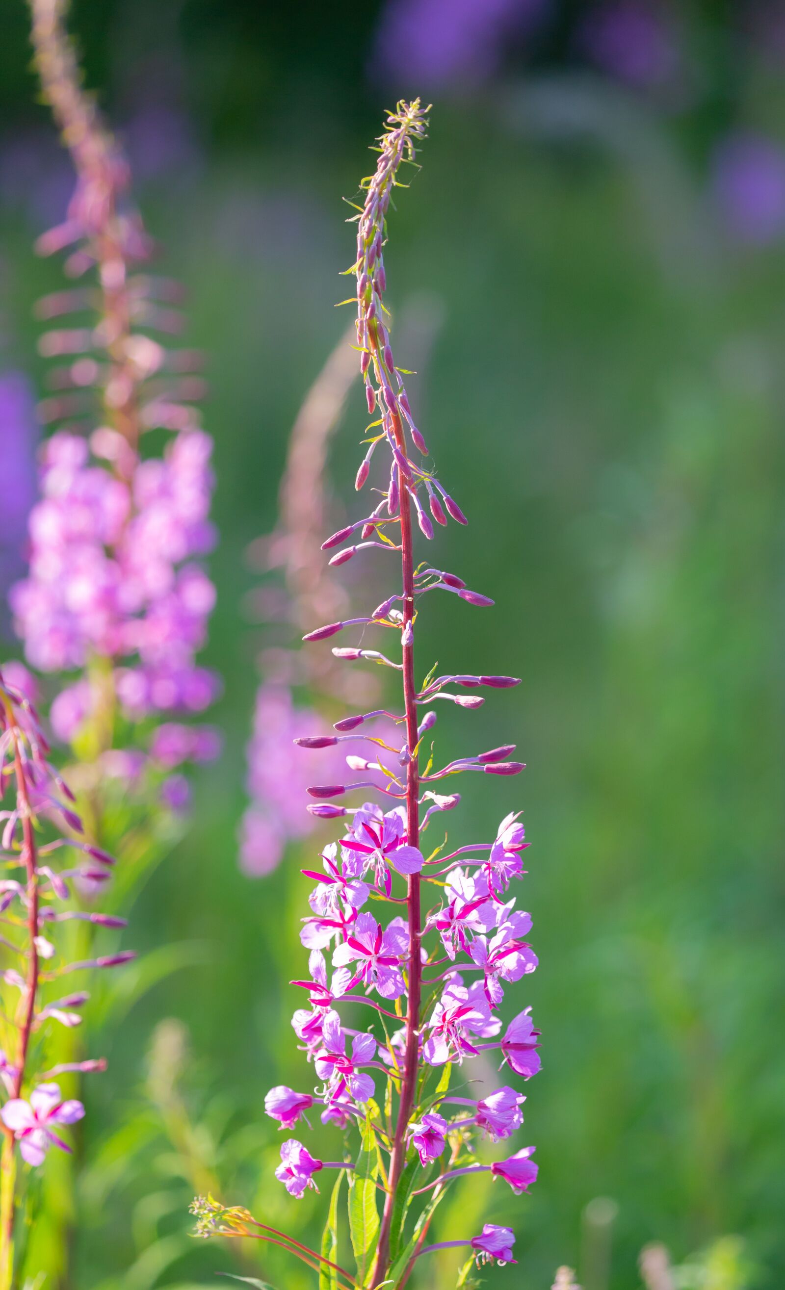 Canon EOS 5D Mark III sample photo. Fireweed, rosebay willow herb photography