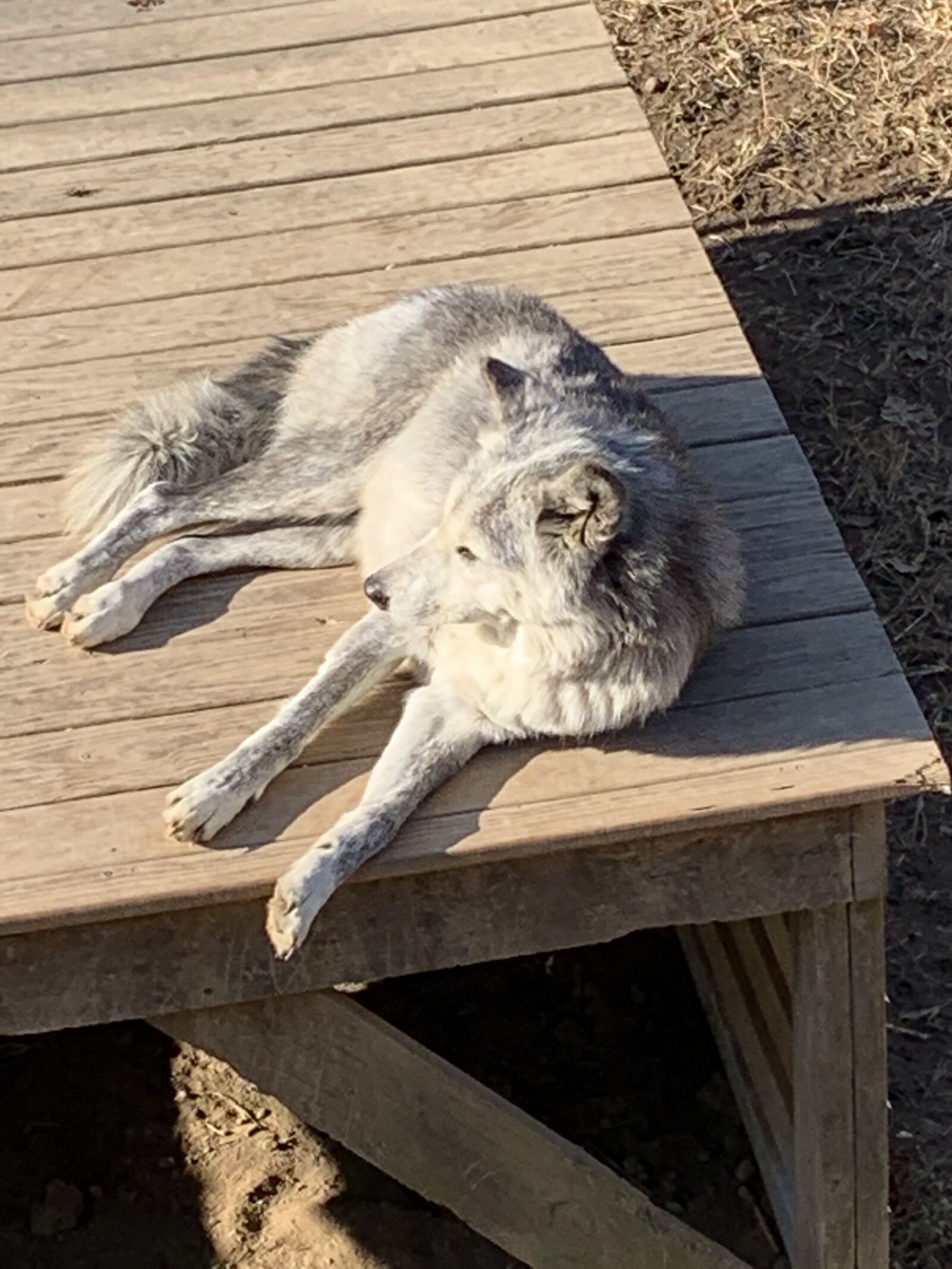 iPhone XR back camera 4.25mm f/1.8 sample photo. Animal, wild, zoo photography