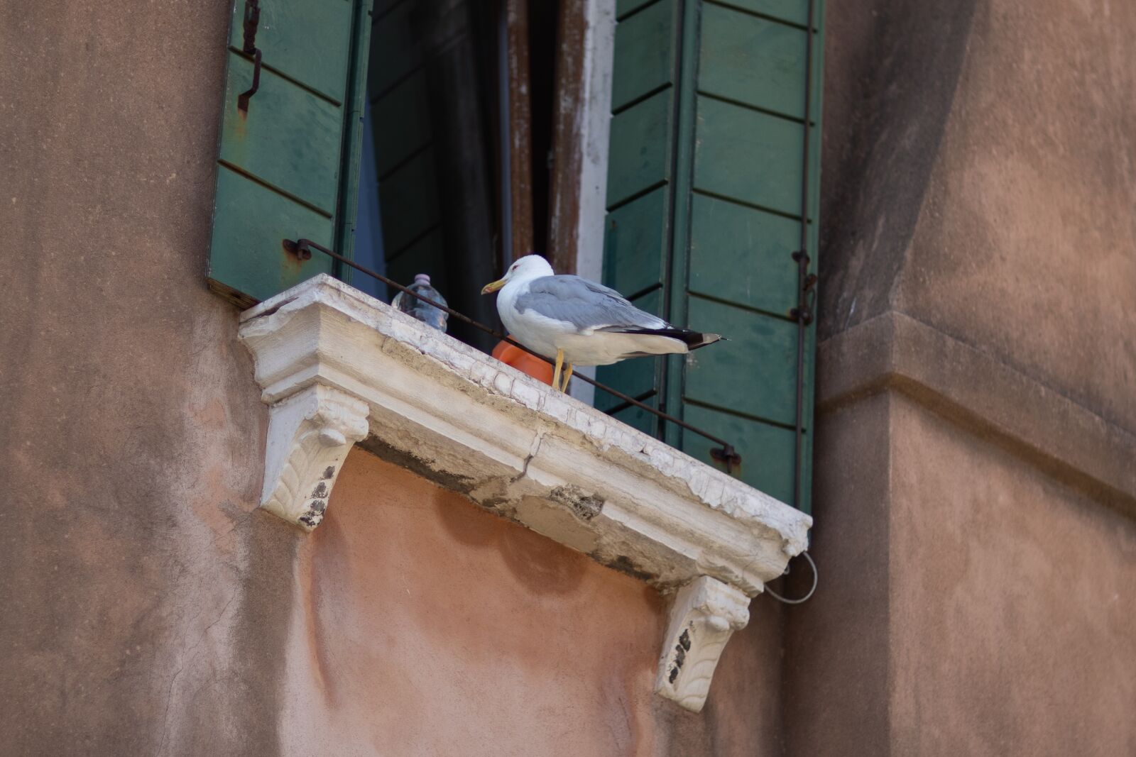 Canon EOS-1D X Mark III sample photo. Seagull, window sill, bird photography