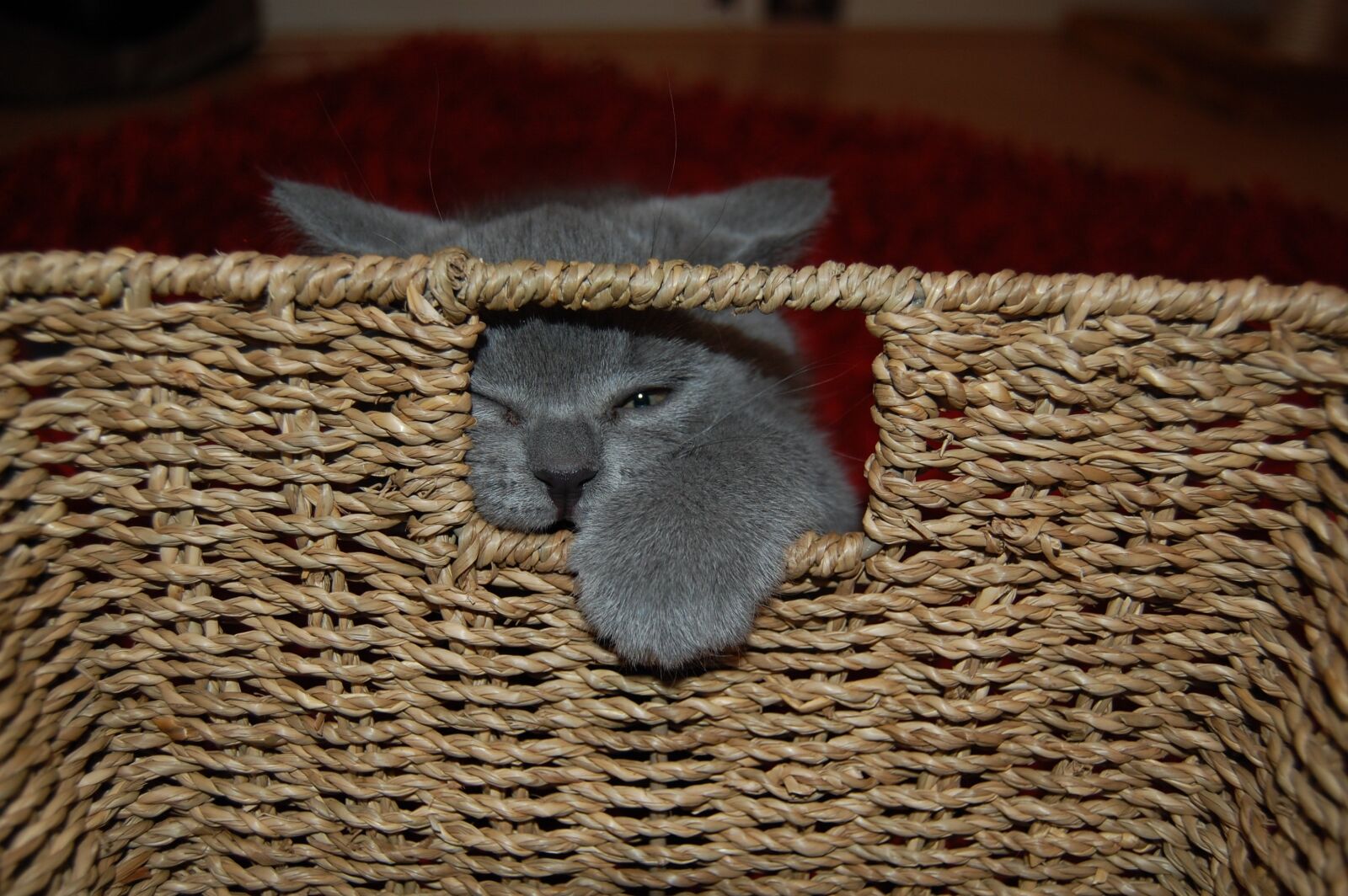 Nikon D40 sample photo. Kitten, play, cat photography