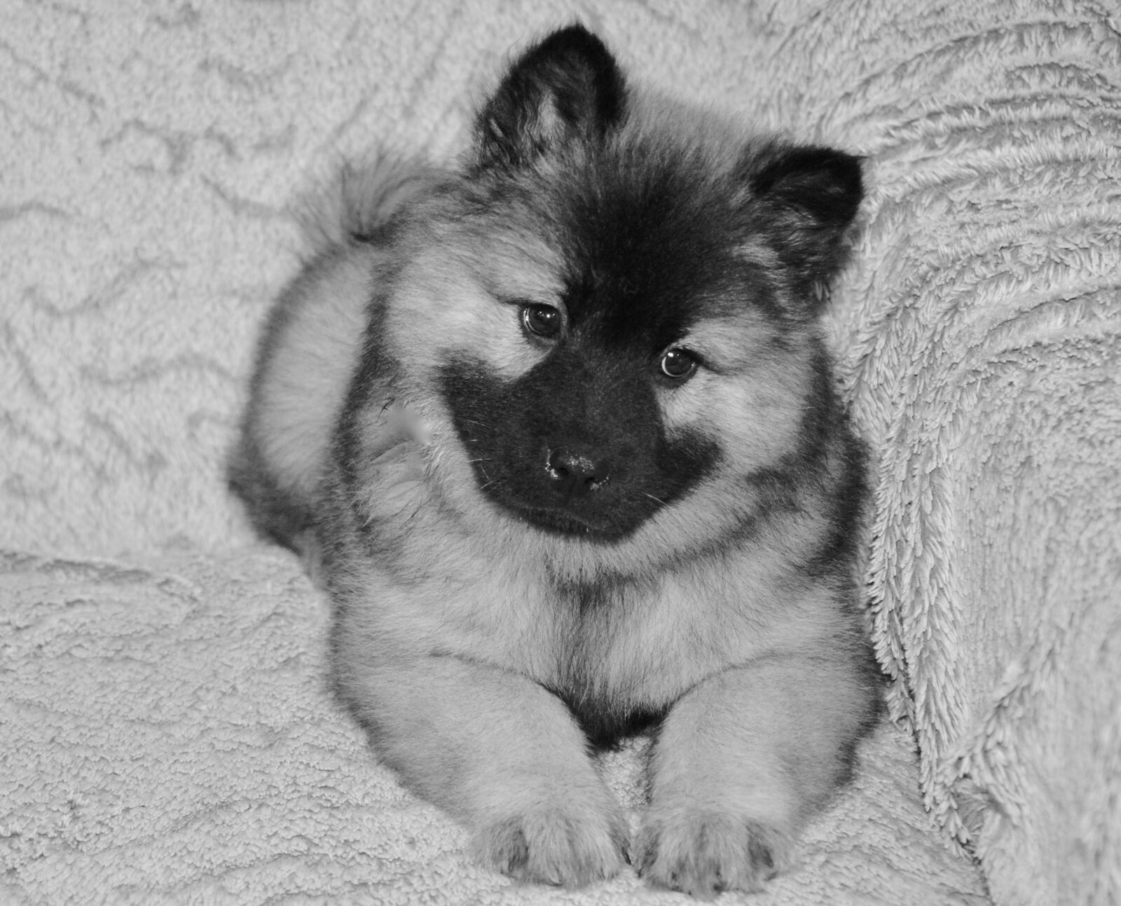 Nikon D5200 sample photo. Dog, dog eurasier, dog photography