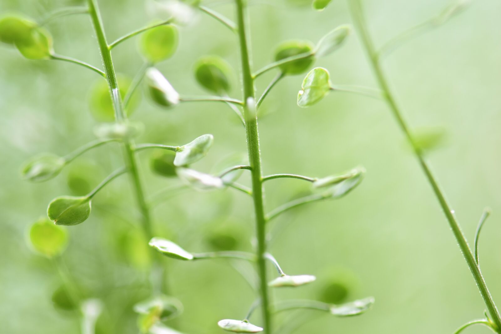 Nikon D5500 sample photo. Plant, leaves, green photography