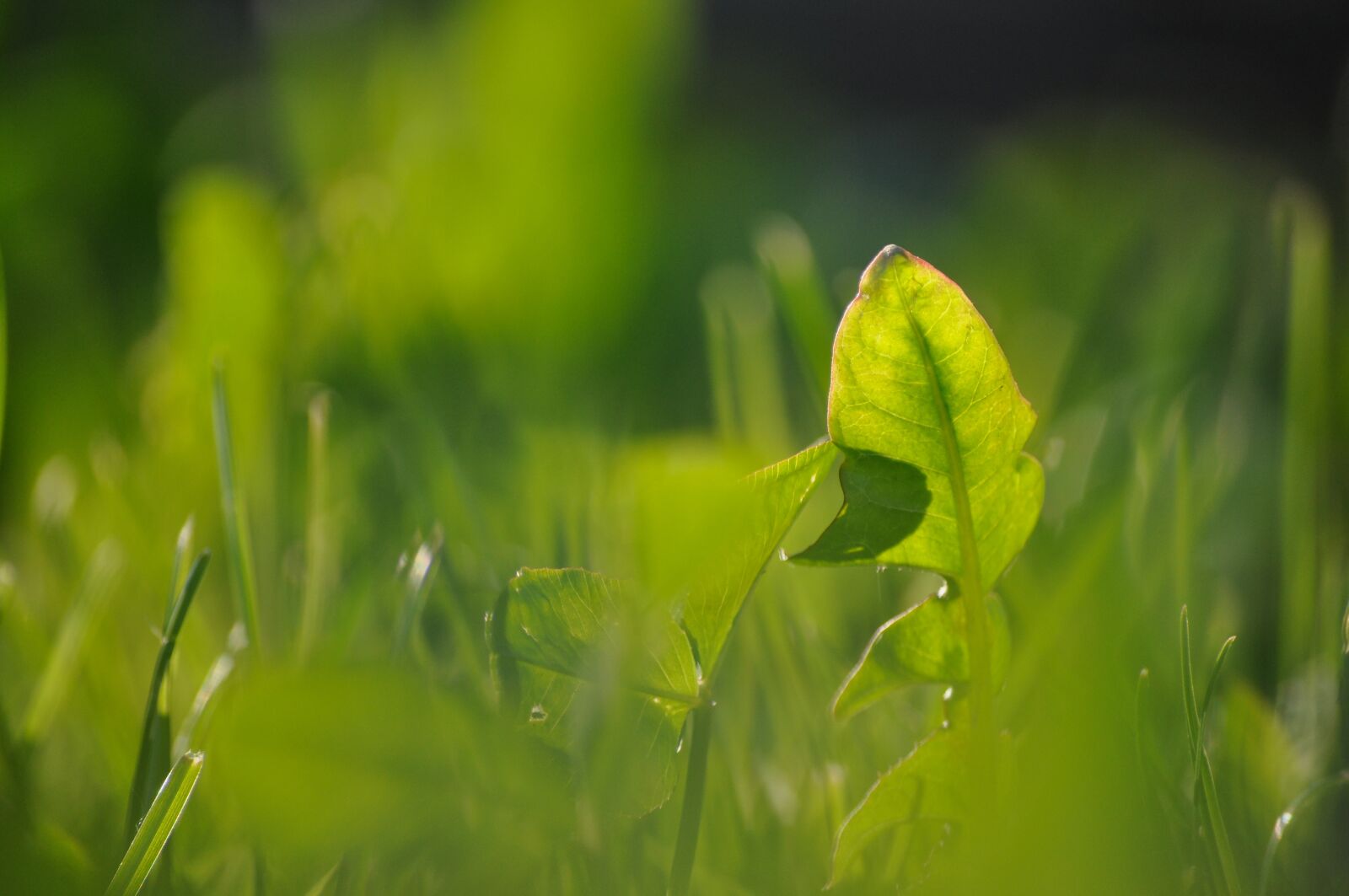 Nikon D90 sample photo. Dandelion leaf, dandelion, leaf photography