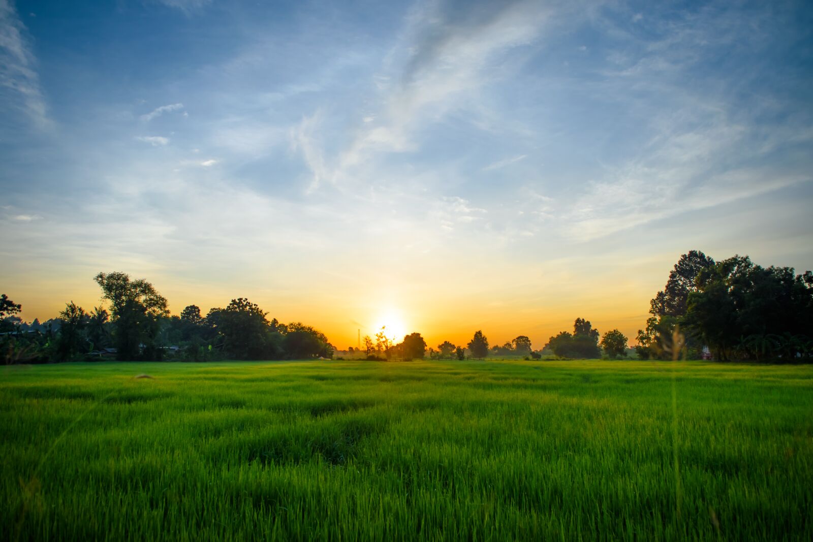 Nikon D5500 sample photo. Sunrise, morning, cornfield photography