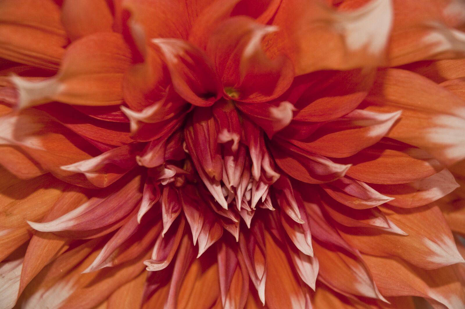 Nikon D70s sample photo. Flower, orange, red photography