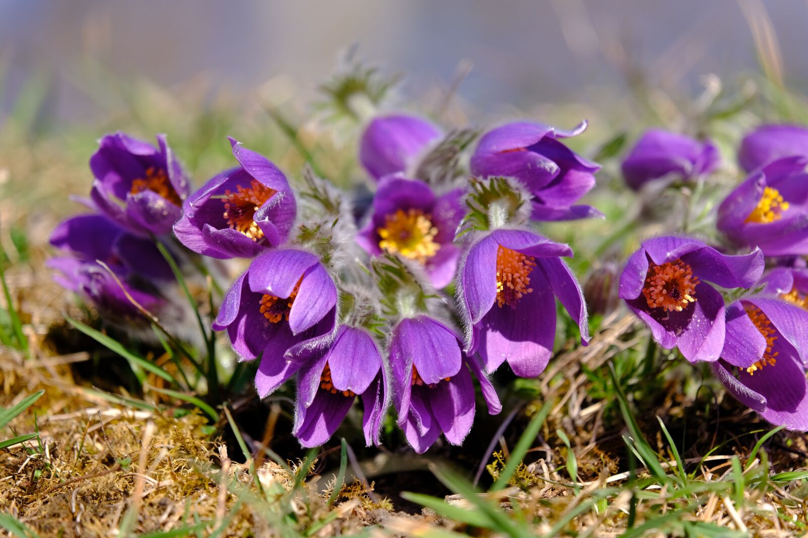 Fujifilm XF 55-200mm F3.5-4.8 R LM OIS sample photo. Pasque flower, flower, blossom photography