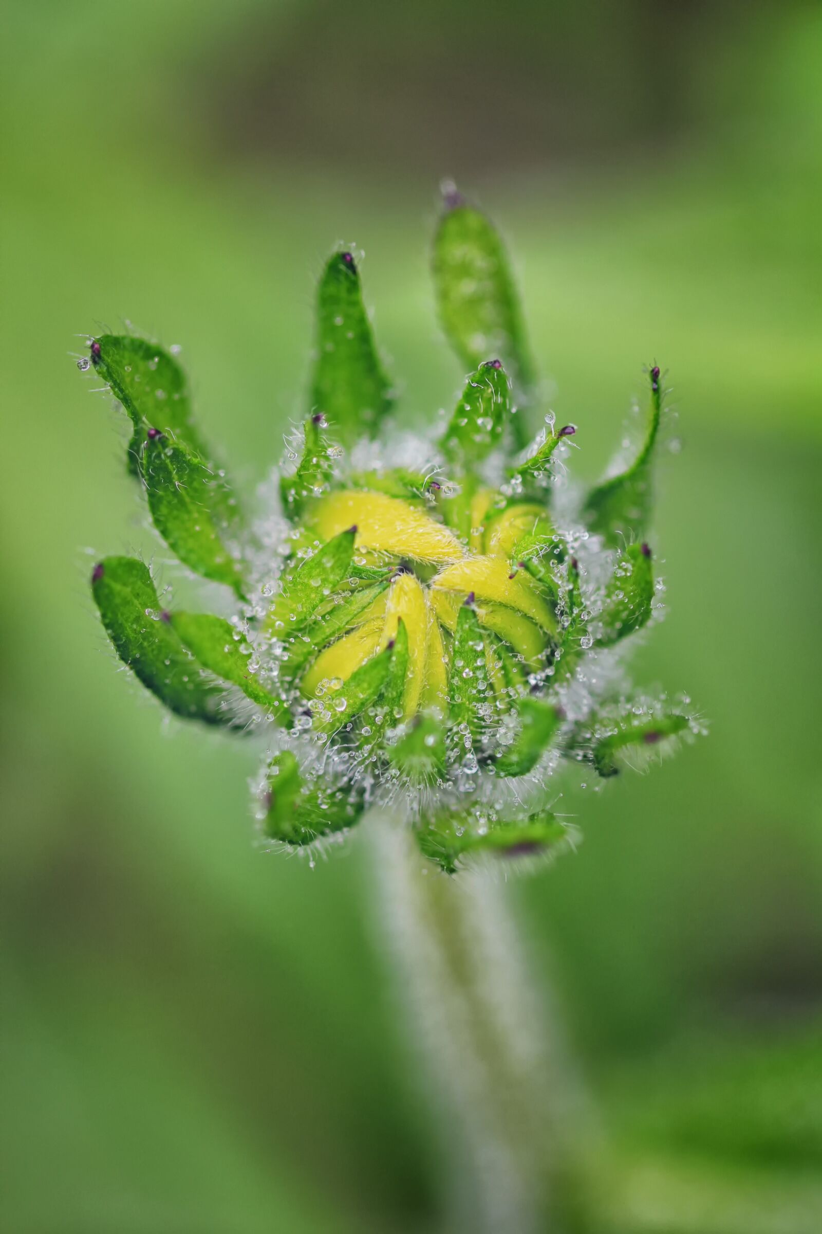 Canon EF 100mm F2.8L Macro IS USM sample photo. Macro, dew, rain photography