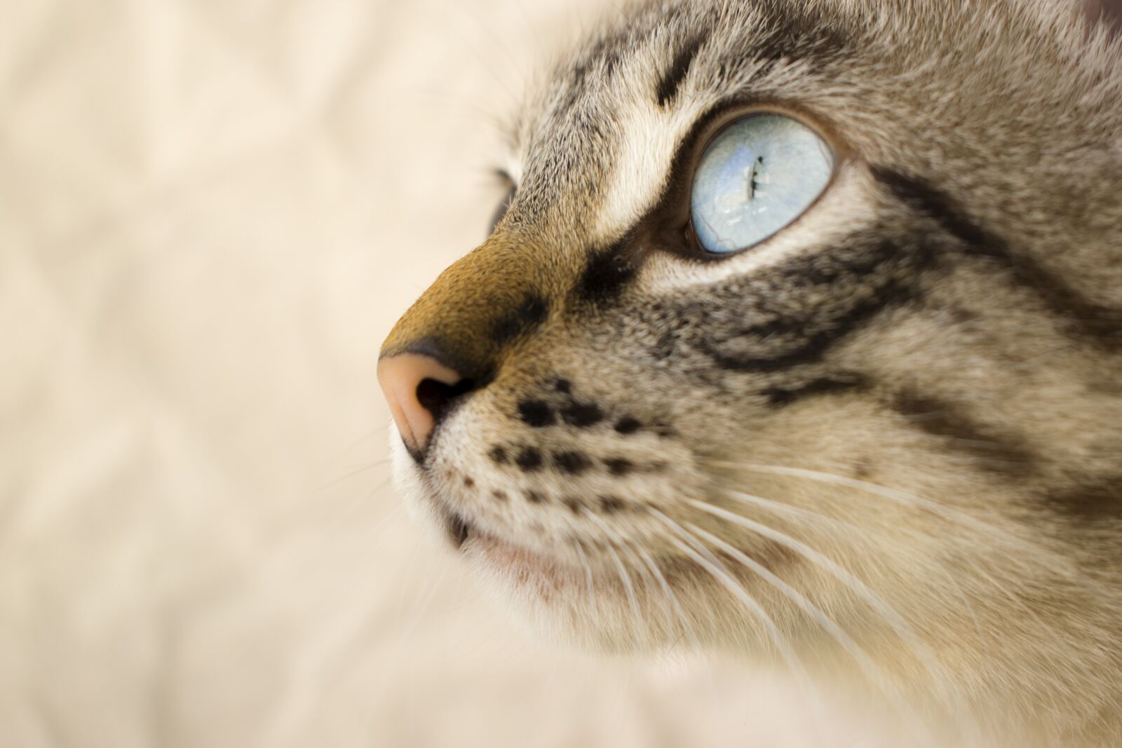Nikon D5300 sample photo. Cat, pet, cat eyes photography