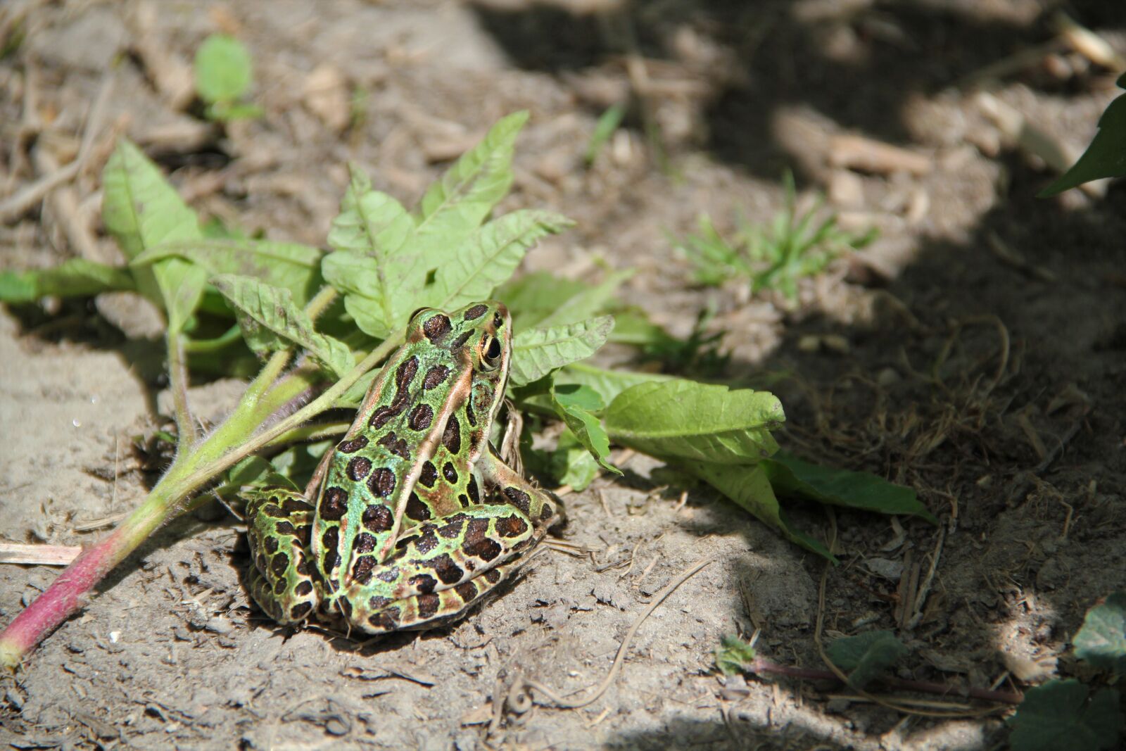 Canon EOS 550D (EOS Rebel T2i / EOS Kiss X4) sample photo. Nature, frog, ground photography