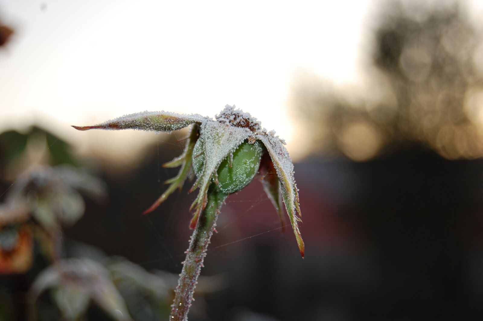Nikon D40 sample photo. Rosehip, fruit, pink photography