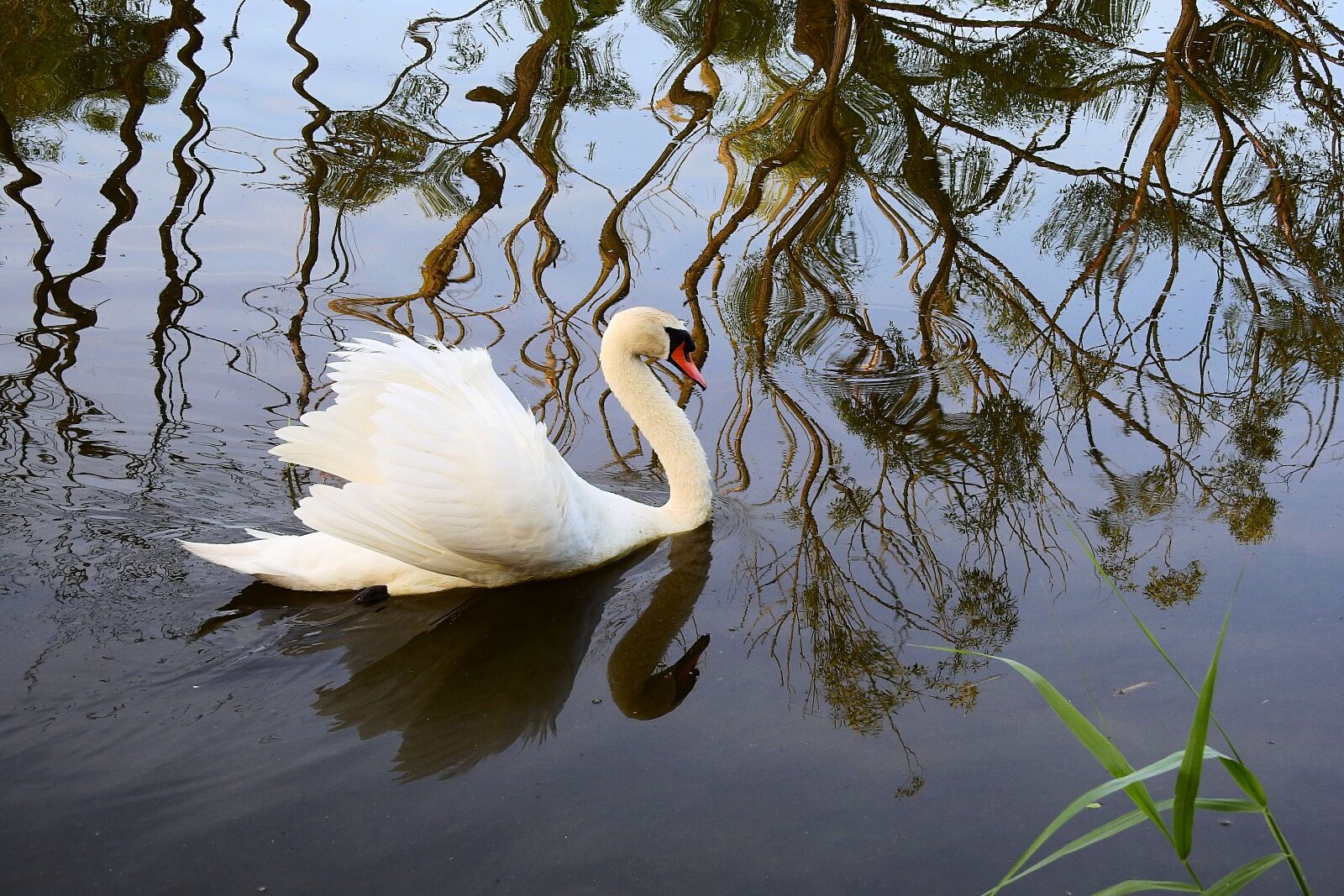 Nikon Coolpix P900 sample photo. Swan, nature, lake photography
