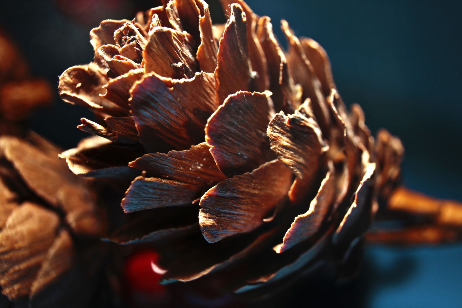 Canon EF-S 18-55mm F3.5-5.6 II sample photo. Tap, pine cones, larch photography