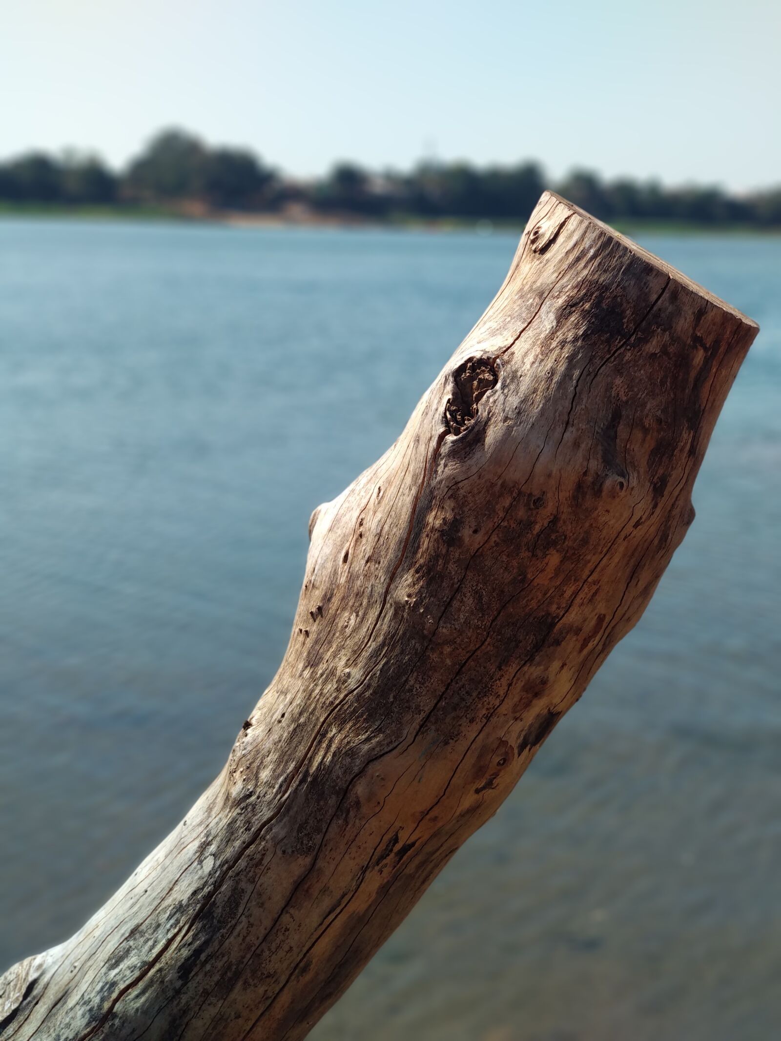 Xiaomi Mi A1 sample photo. Tree, branch, forest photography
