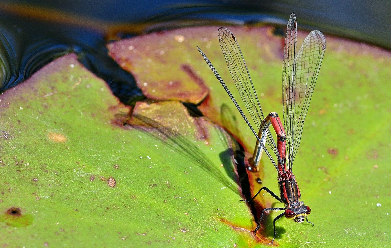 Nikon D5200 sample photo. Dragonfly, adonis dragonfly, red photography